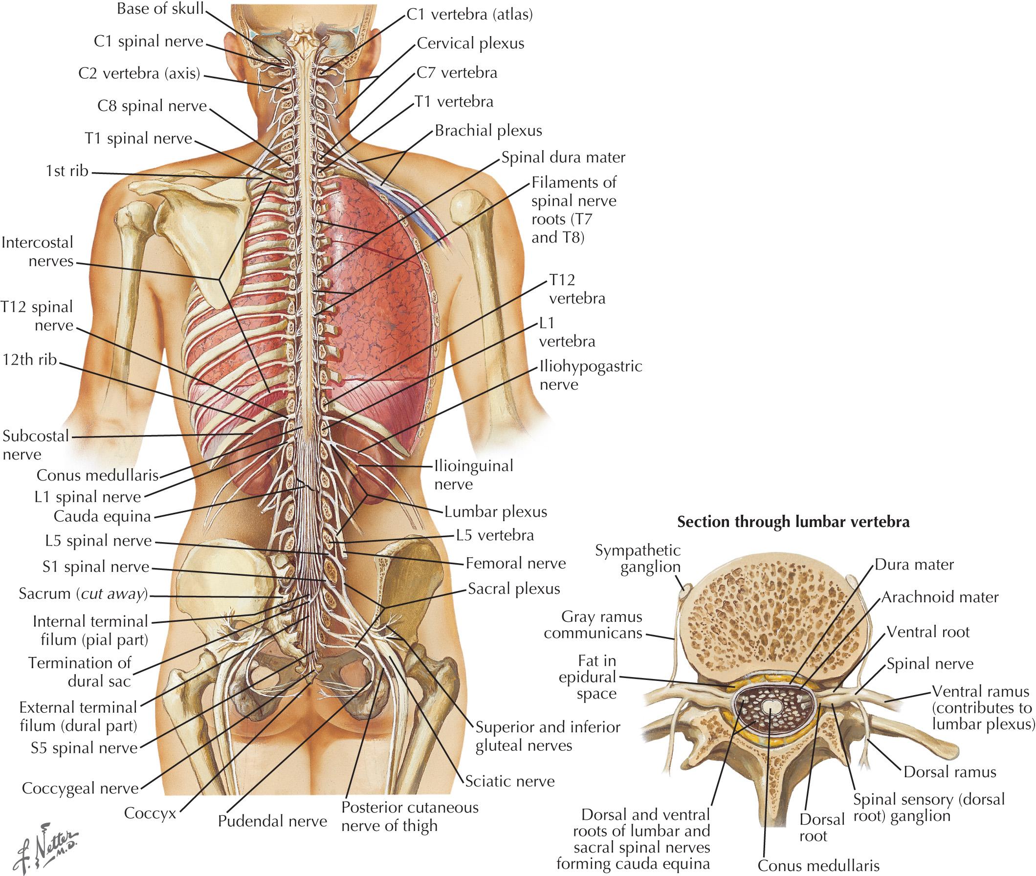 Fig. 54.1, Spinal Cord and Vental Rami In Situ.