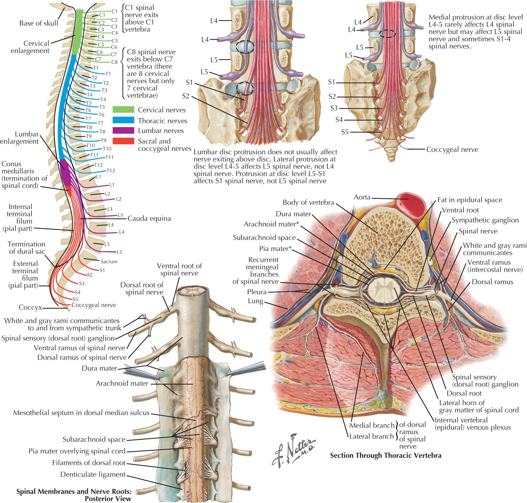 Fig. 54.2, Relation of Spinal Nerve Roots to Vertebrae.