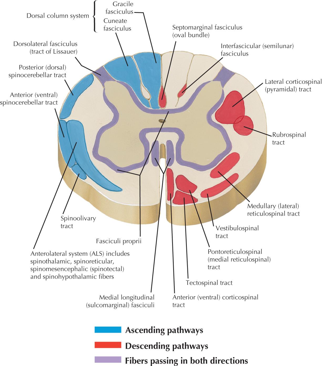 Fig. 54.3, Principal Fiber Tracts of Spinal Cord.