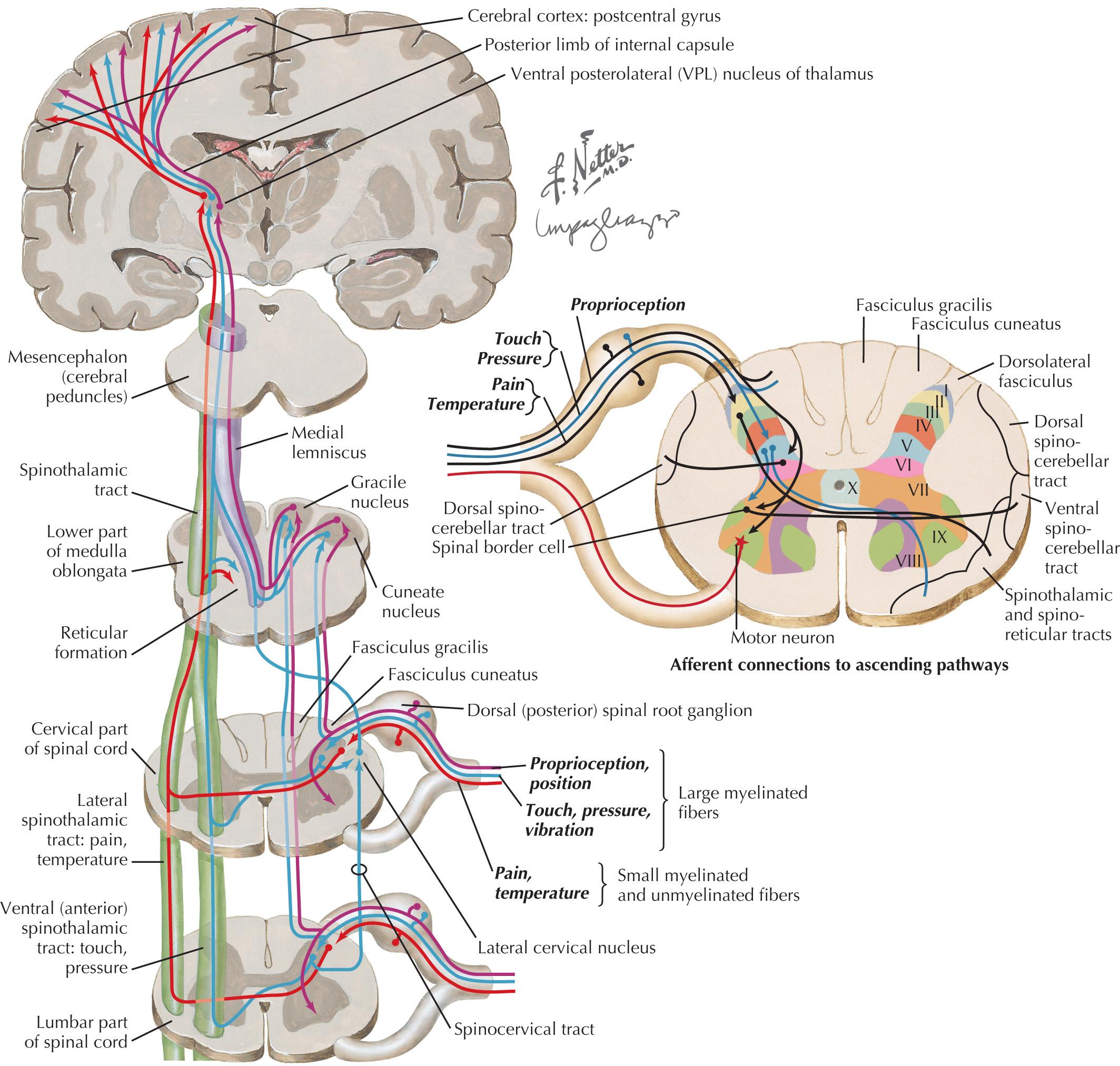 Fig. 54.4, Spinal Cerebral Afferent Systems.