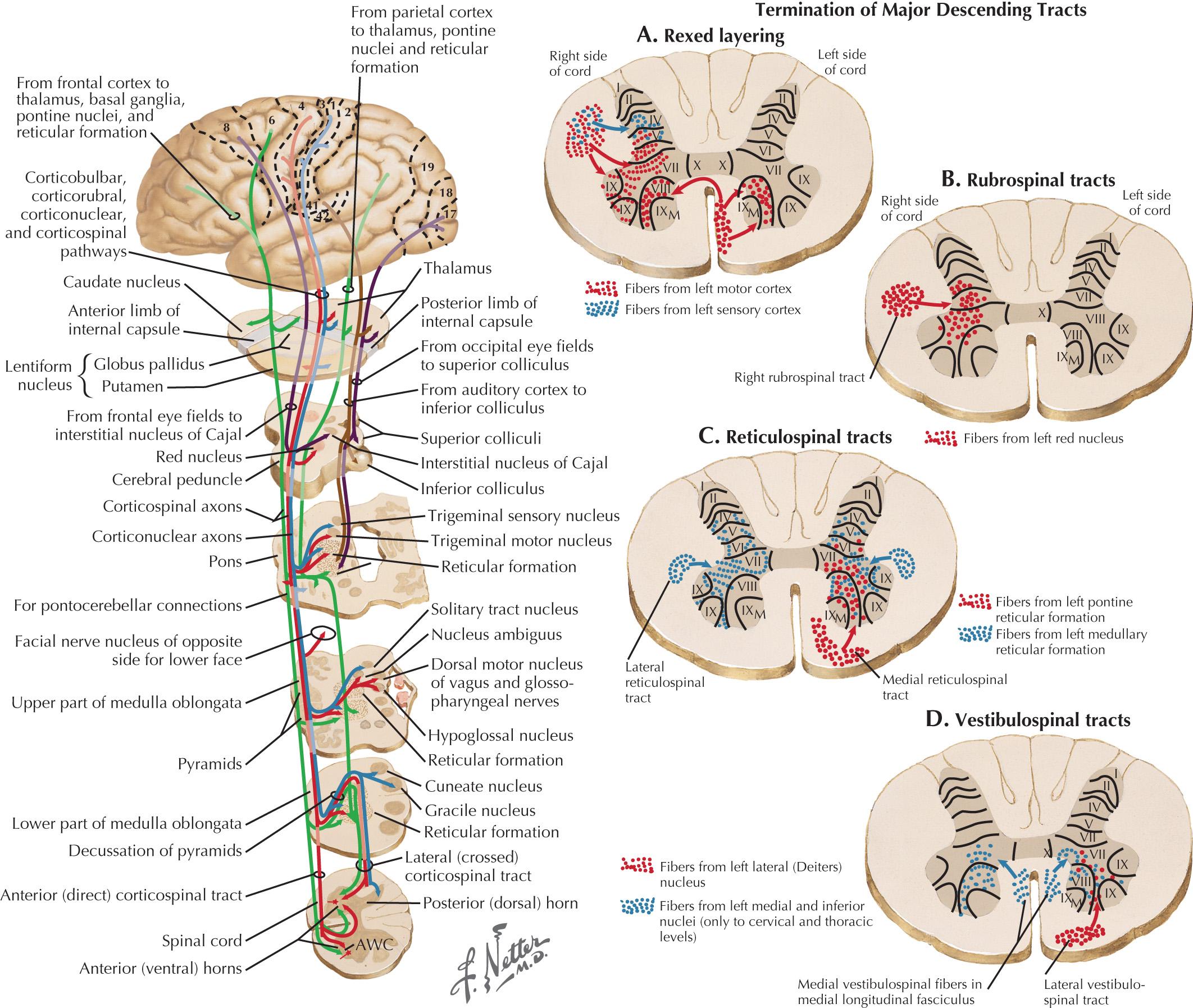 Fig. 54.5, Cerebral Cortex: Efferent Pathways.