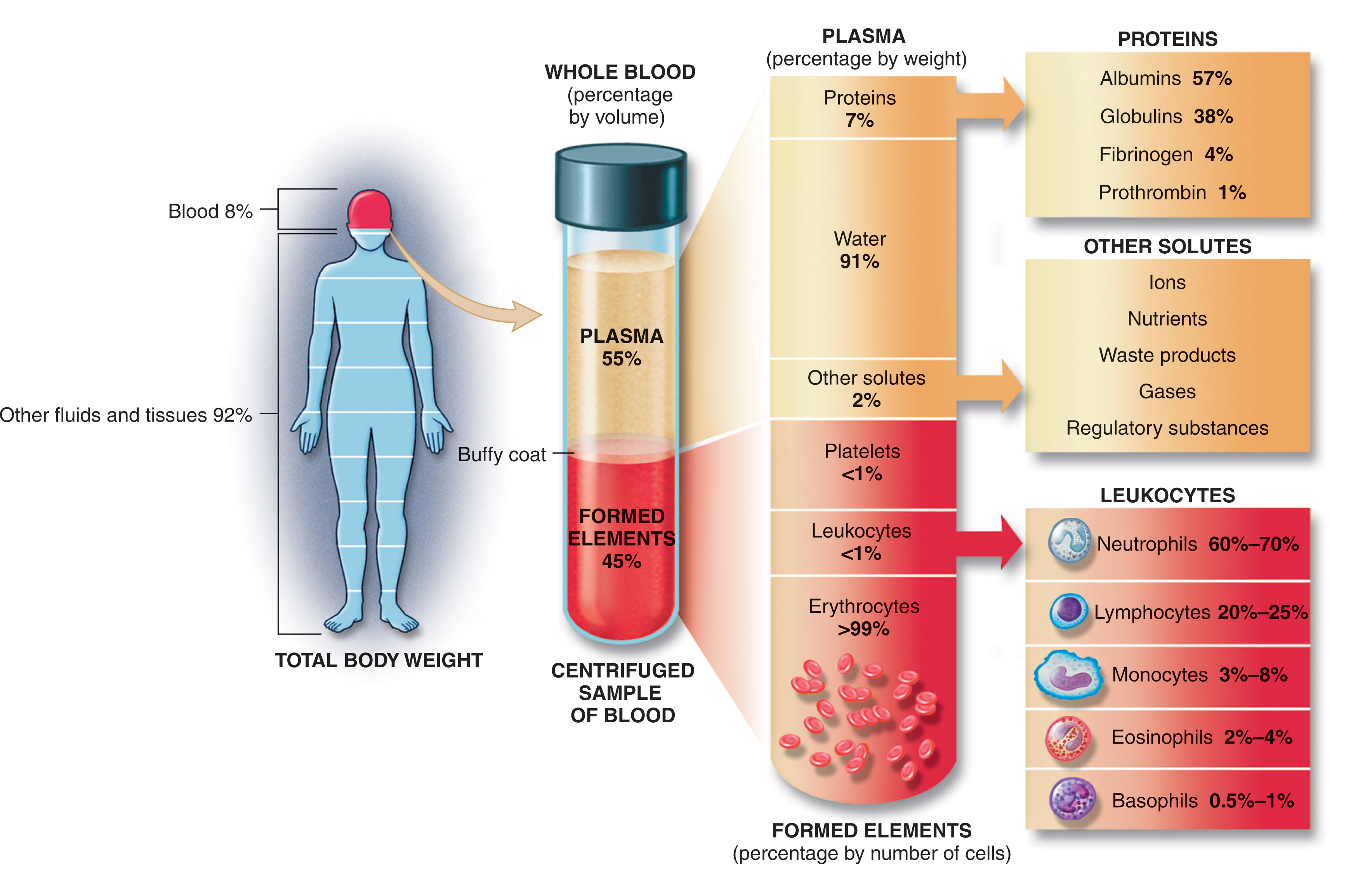 Fig. 4.1, Components of blood.