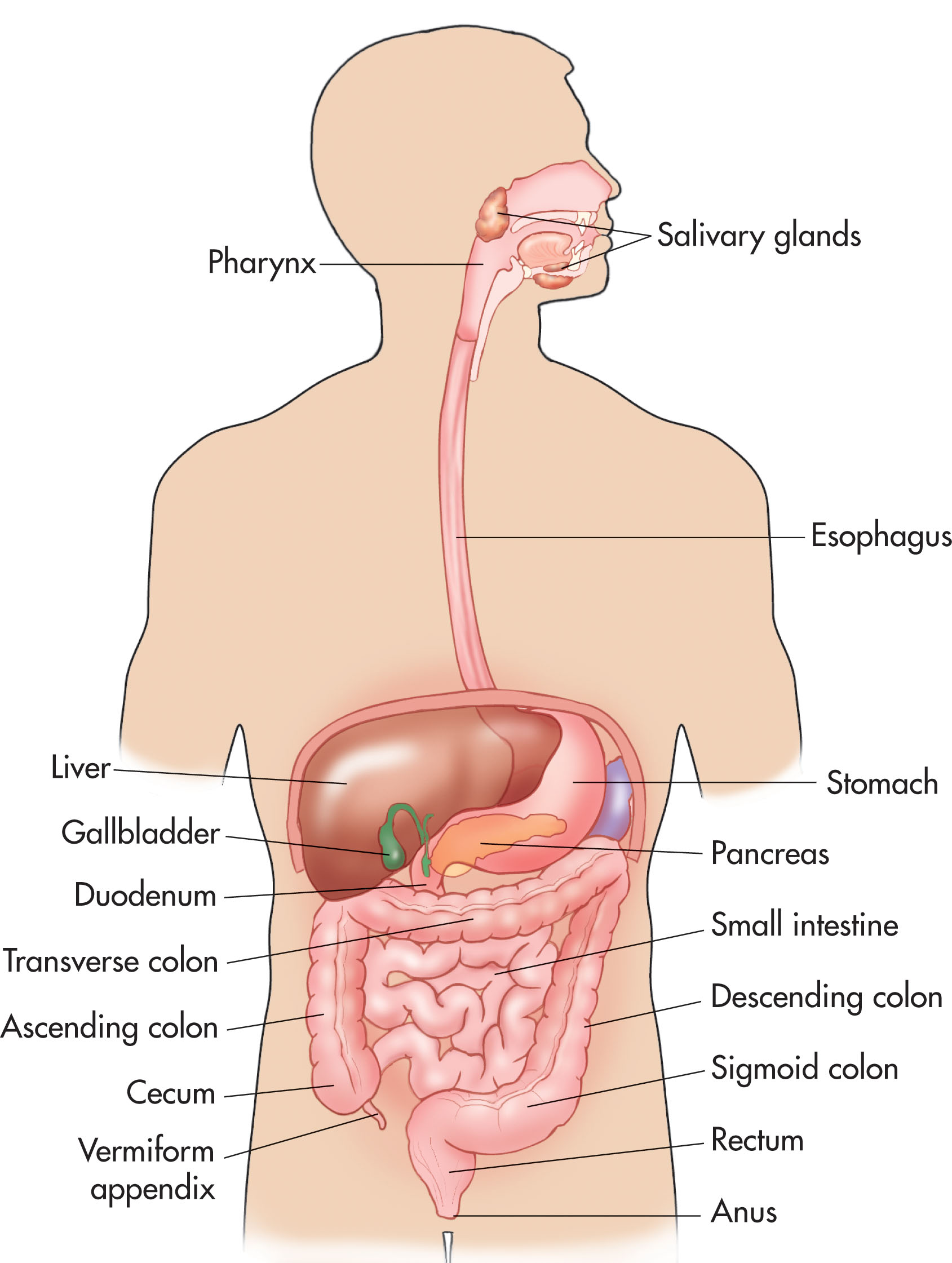 Fig. 4.2, The digestive system includes the mouth, pharynx, esophagus, stomach, small intestine, large intestine, rectum, and anus.