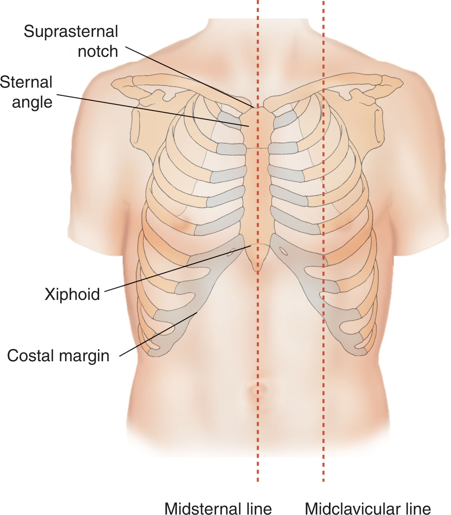 Fig. 30.1, External landmarks of the thorax.