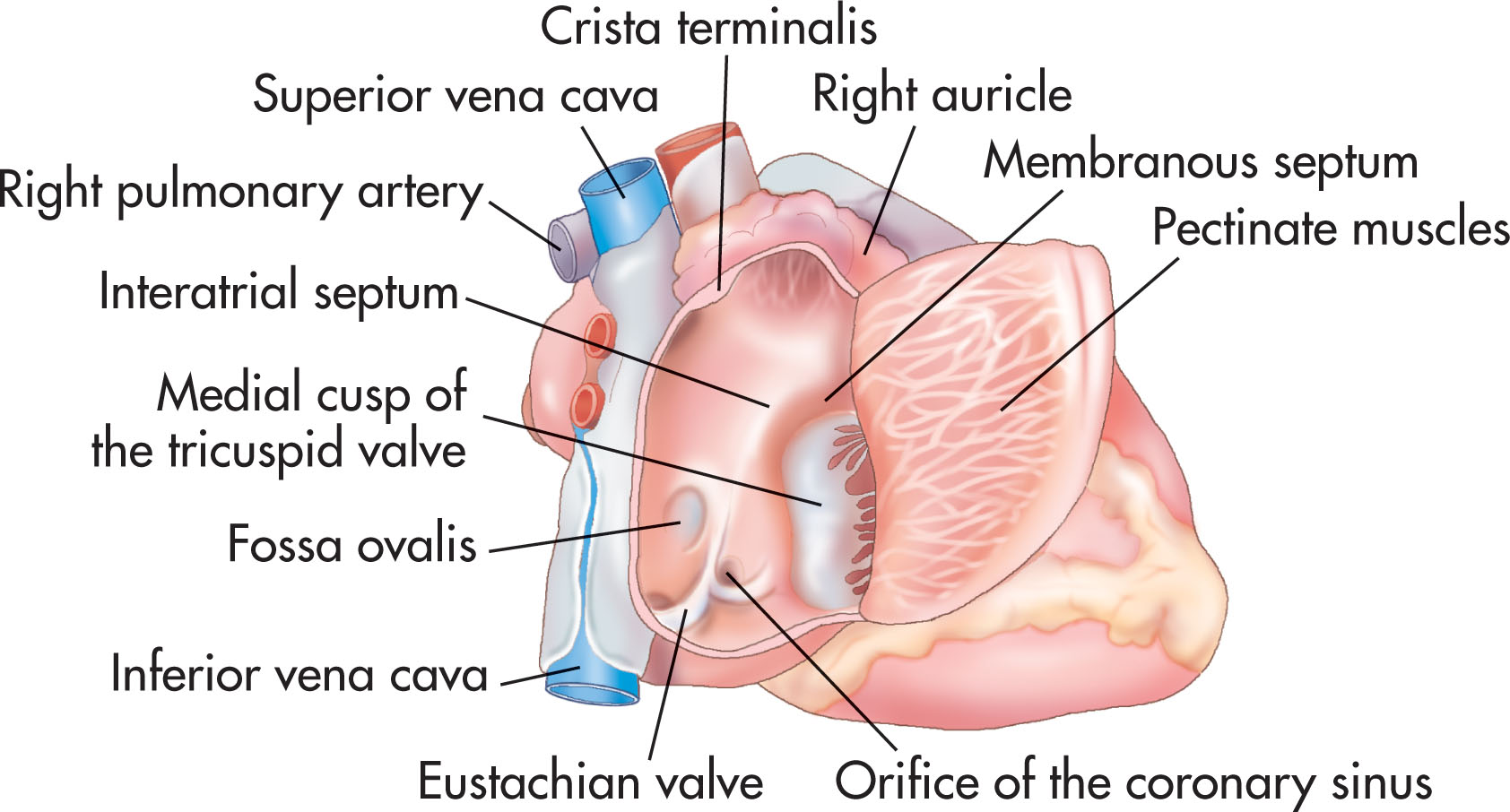 Fig. 30.14, The right atrium forms the right border of the heart.