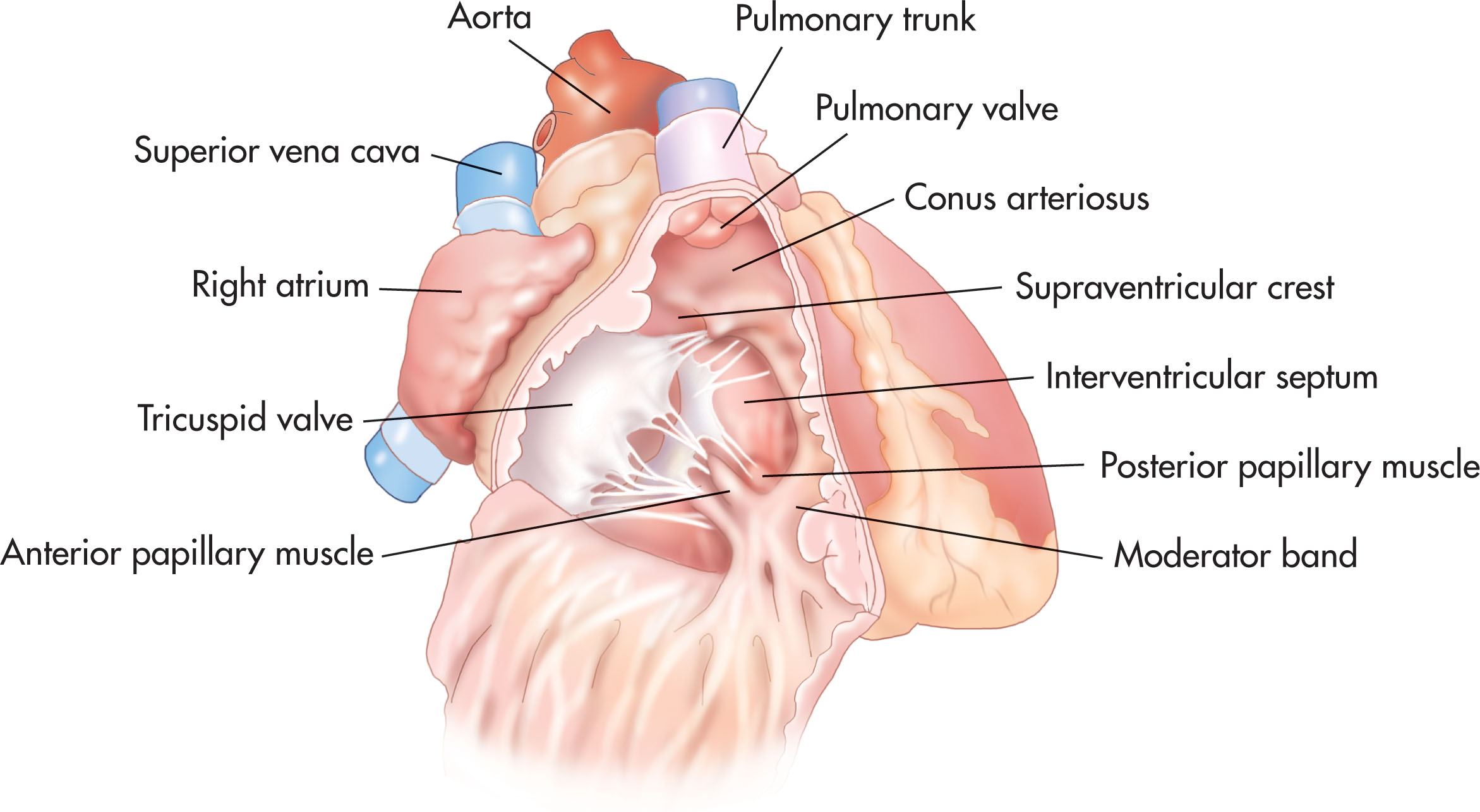 Fig. 30.16, The base of the right ventricle lies on the diaphragm, and the roof is occupied by the crista supraventricularis, which lies between the tricuspid and pulmonary orifices.