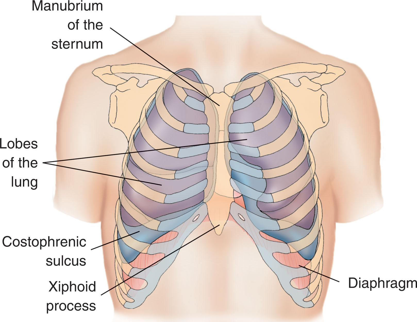 Fig. 30.2, Anterior view of the thorax.