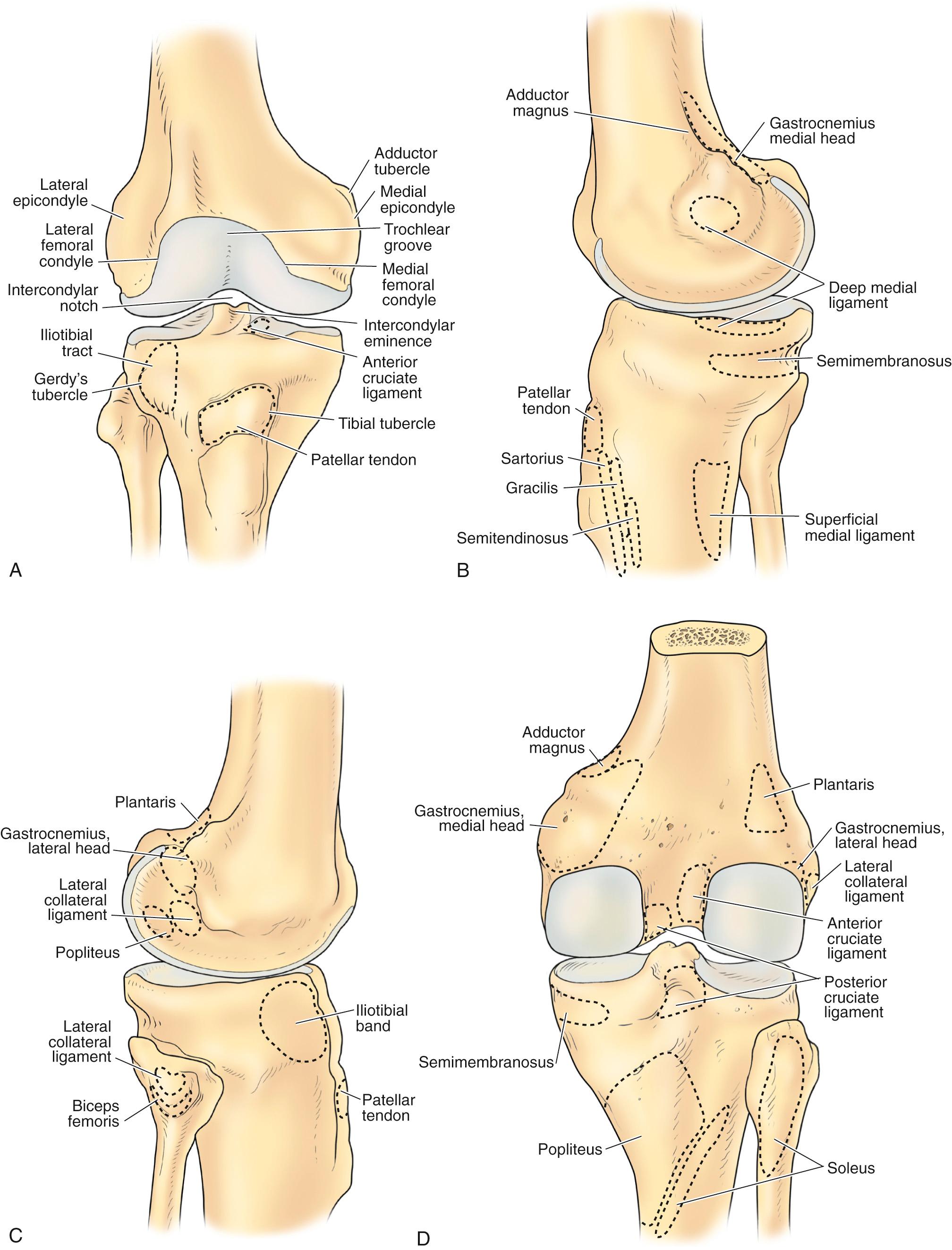FIG 1.8, Bony landmarks with ligament and tendon attachment sites on the anterior (A), and medial (B). Medial (C) and posterior (D) aspects of the knee.