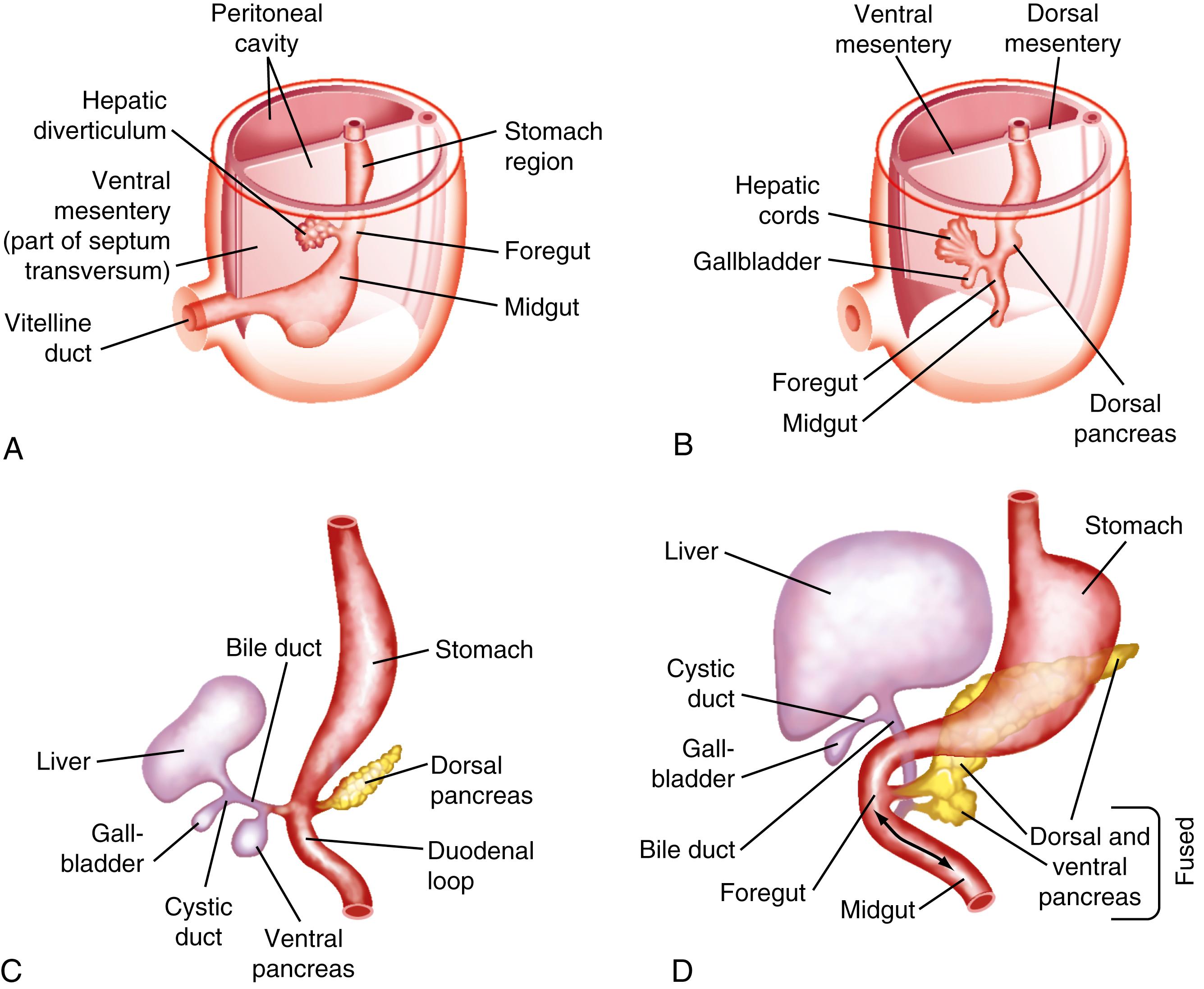Fig. 62.1, Stages in embryologic development of the liver, gallbladder, extrahepatic ducts, pancreas, and duodenum.