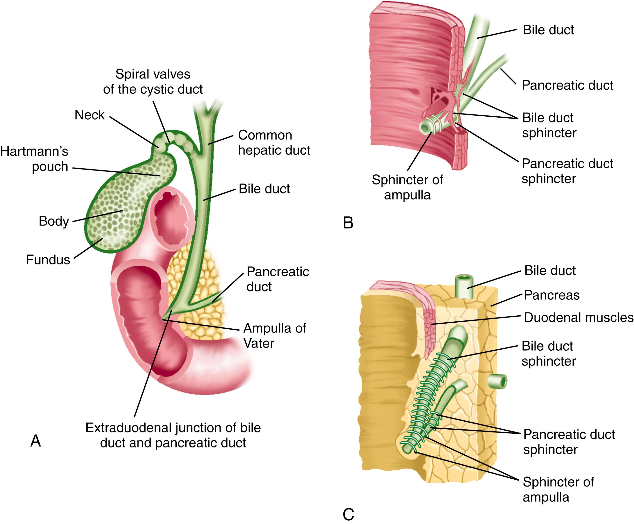 Fig. 62.3, Schematic representation of the gallbladder, extrahepatic biliary tract, and choledochoduodenal junction ( A ), with enlarged views of the junction of the bile duct and pancreatic duct ( B ) and the sphincter of Oddi ( C ).