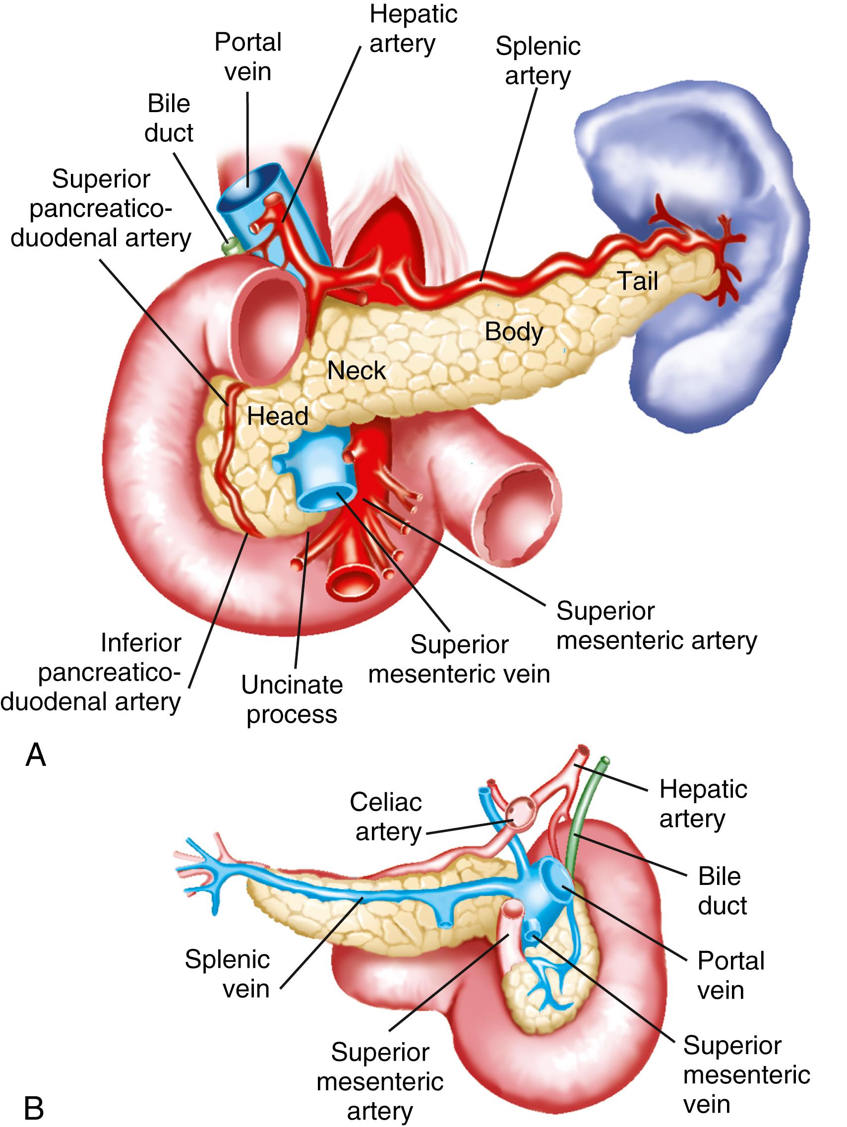 Fig. 55.1, Anatomic relationships of the pancreas. A, Anterior view. B, Posterior view.