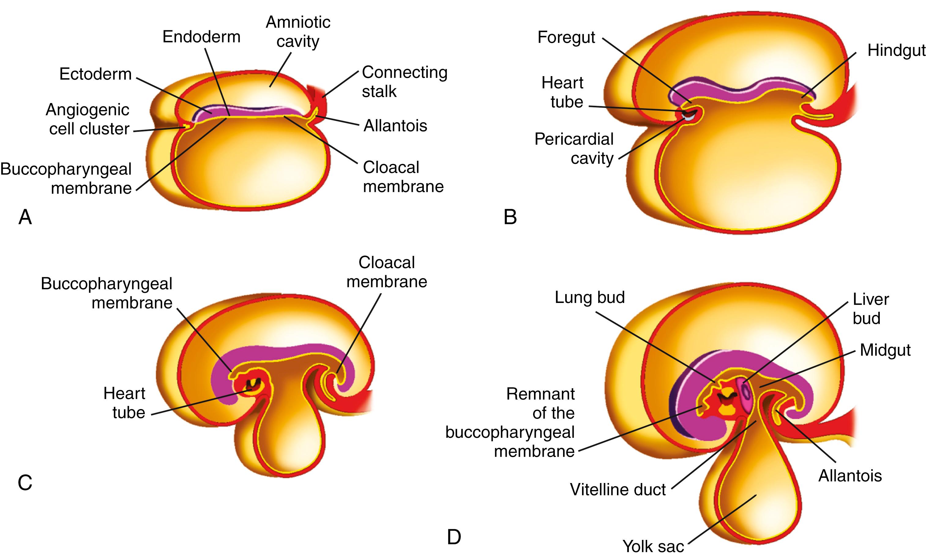 Fig. 98.12, Formation of foregut, midgut, and hindgut (see text for details). (From Sadler YW, editor. Langman’s medical embryology. 10th ed. Philadelphia: Lippincott Williams & Wilkins; 2006.)