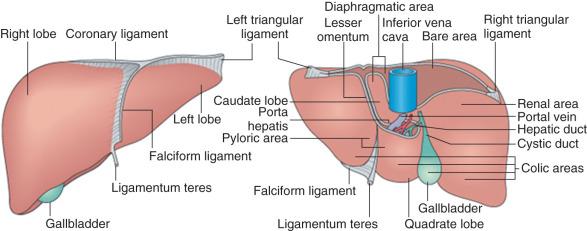 Fig. 1-1, Lobes, surfaces, and ligaments of the liver viewed anteriorly (left) and from a posteroinferior perspective (right).