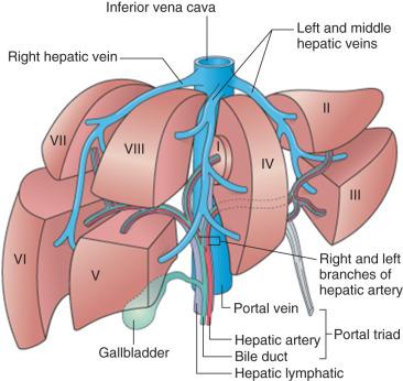 Fig. 1-2, Segmentation of the liver based on principal divisions of the portal vein and hepatic artery.