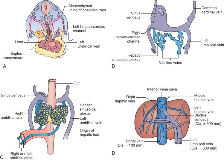 Fig. 1-3, Development of the liver.