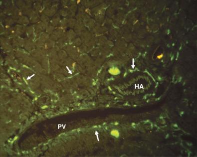 Fig. 1-8, Intrahepatic aminergic innervation in the dog.