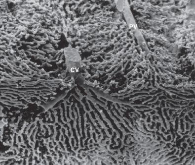 Fig. 1-9, Vascular cast of the hepatic microvasculature via the portal vein, demonstrating parenchymal vascular channels by scanning electron microscopy.