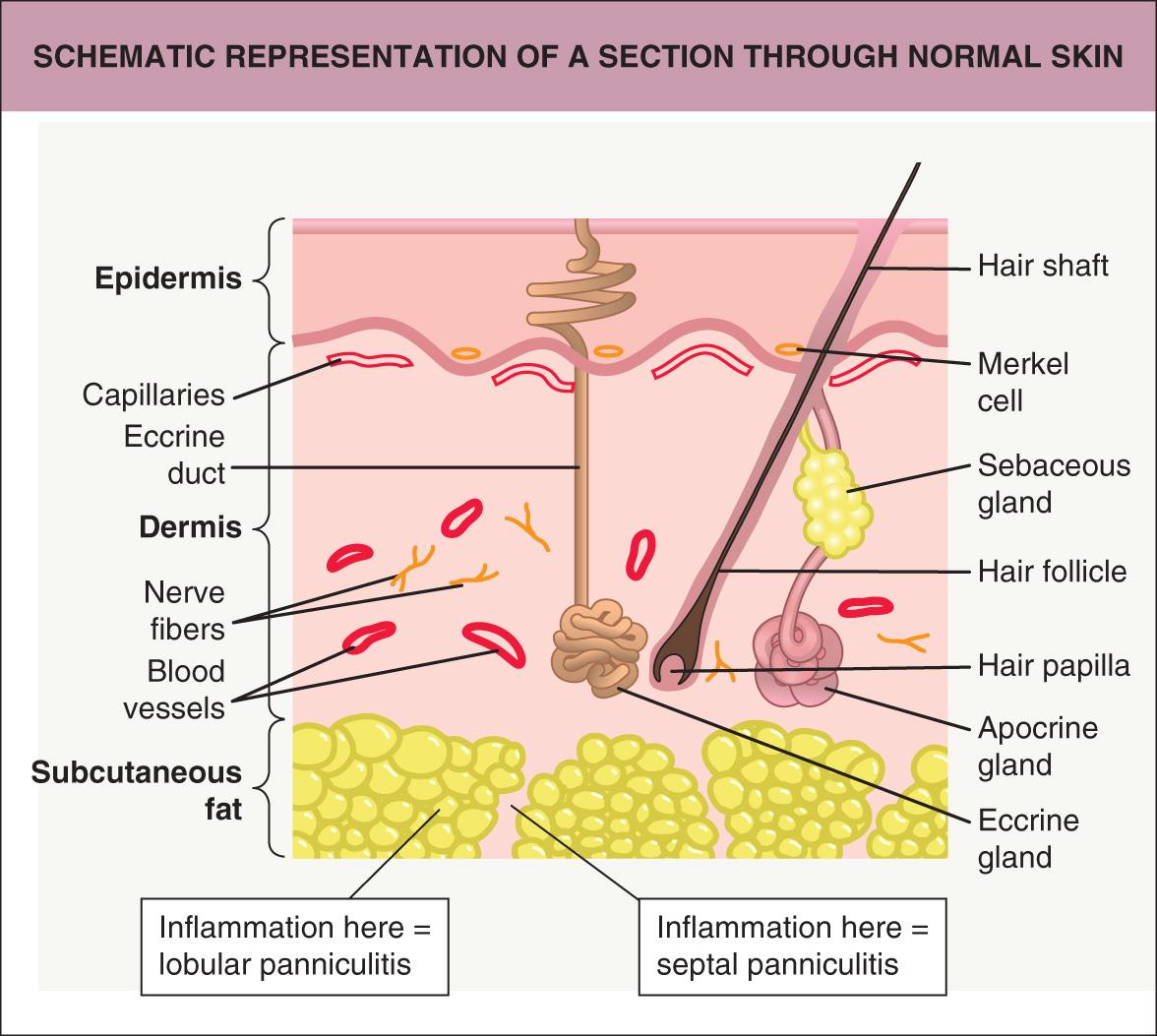 Fig. 1.1, Schematic representation of a section through normal skin.