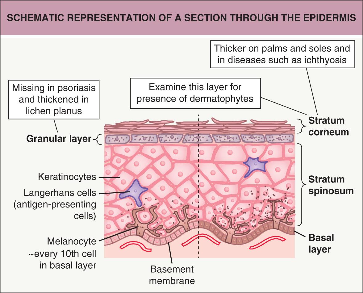 Fig. 1.4, Schematic representation of a section through the epidermis.