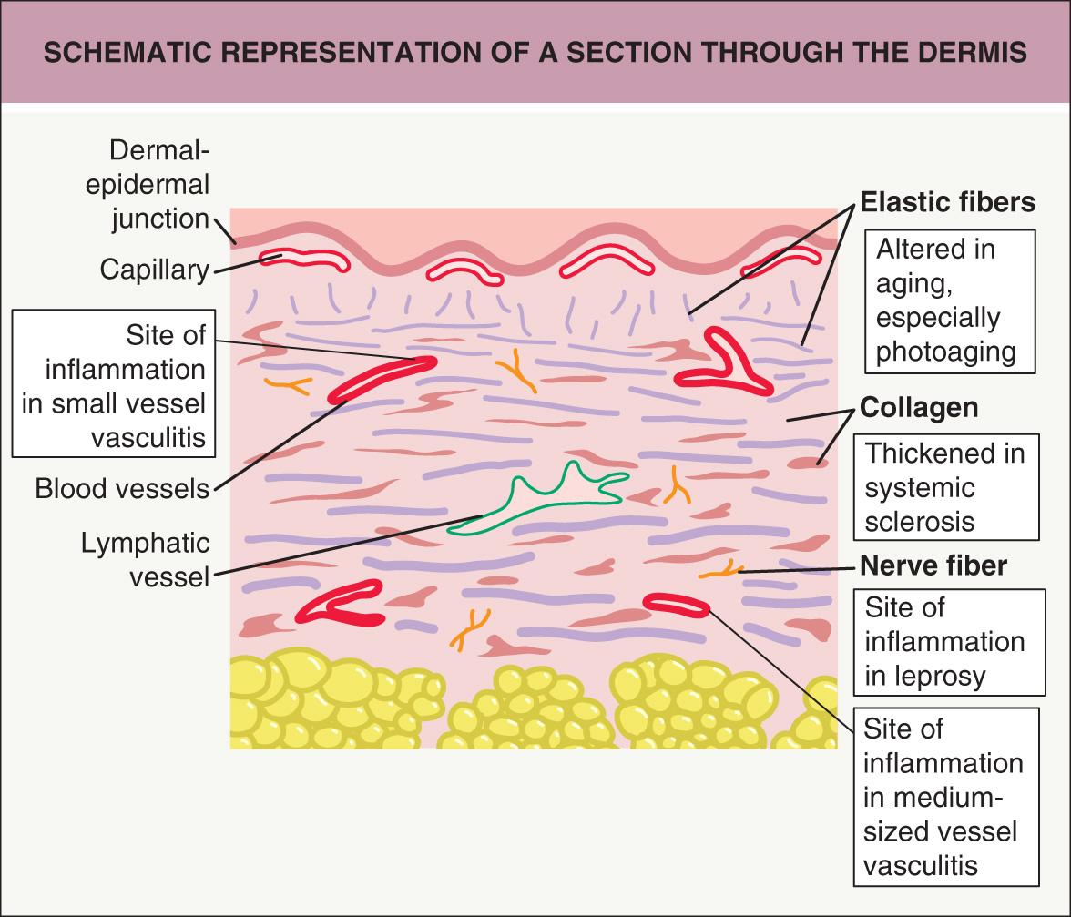 Fig. 1.5, Schematic representation of a section through the dermis.