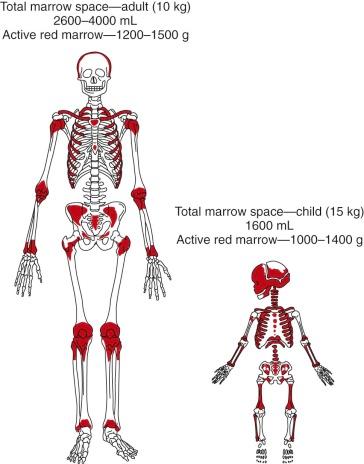 Figure 1-1, The comparison of active red marrow–bearing areas in the child and the adult. Note the almost identical amount of active red marrow in the child and adult despite a fivefold discrepancy in body weight.