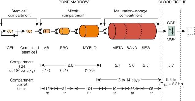 Figure 1-11, Model of the production and kinetics of neutrophils in humans. The marrow and blood compartments have been drawn to show their relative sizes. The compartment transit times, as derived from di-isopropylfluorophosphate 32 P studies, are shown on the next to the last line. Values derived from titrated thymidine studies are shown on the last line.