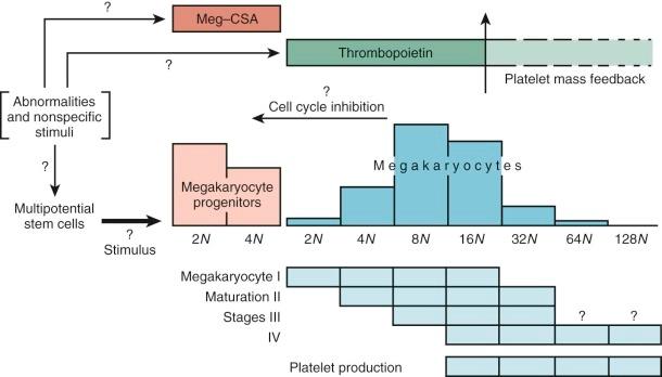 Figure 1-12, Thrombopoiesis. Shown horizontally in the center is the progression from uncommitted multipotential stem cells, through the proliferating progenitors detected in the in vitro clonogenic assays, to the spectrum of maturing megakaryocytes. The relative DNA levels of megakaryocytes and their precursors are given as ploidy values (N) , where 2N is a diploid cell. The megakaryocytes are also presented vertically in terms of their maturation stages, ending in platelet shedding; a detailed classification of these stages in given in Table 1-1 . The columns show the maturation stages at particular ploidy ranges. Thus 4N megakaryocytes are found at maturation stages I and II. The top row shows a postulated two-level regulatory process with megakaryocyte colony-stimulating activity (Mega-CSA) primarily influencing proliferation of progenitors and thrombopoietin required for megakaryocyte ploidy amplification and possibly for maturation. It is not certain that these regulators are completely exclusive in their target cell specificities as shown. Furthermore, no clear distinction is currently possible between the specific or nonspecific control of the two factors. Thrombopoietin production is sensitive to variations in platelet mass, as indicated in the figure; it is assumed that this feedback mechanism operates on the source of thrombopoietin. The progenitors might be controlled by cell cycle inhibition, perhaps as a consequence of normal numbers of megakaryocytes.