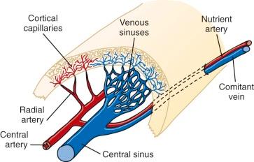 Figure 1-4, A schematic representation of the circulation of the marrow. The nutrient artery, central arteries, and radial arteries feed the cortical capillaries. The cortical capillaries anastomose with the marrow sinuses, which drain into the large central sinus. The central sinus enters the comitant vein by which the marrow effluent enters the systemic venous circulation. An interesting feature of the circulation of marrow is the transit of nearly all arterial blood through cortical capillaries before it enters the marrow sinuses. Not shown are the arterial communications from muscular arteries that feed the periosteum and penetrate the cortex to anastomose with intracortical vessels.