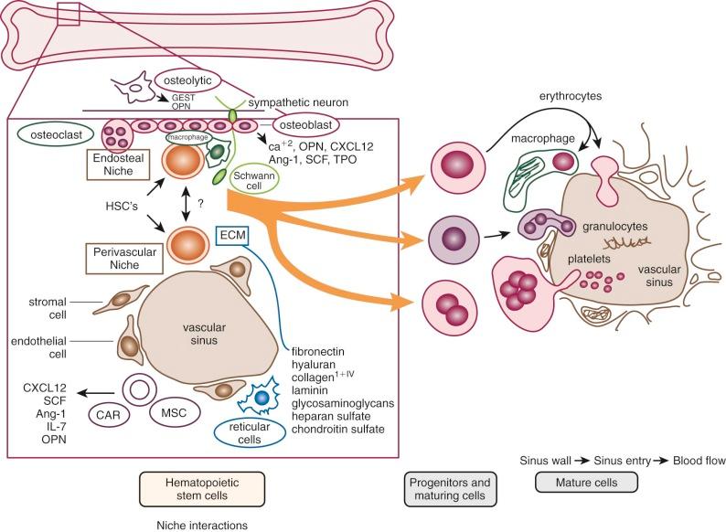 Figure 1-5, A schematic diagram of the factors that may be involved in controlling stem cell regulation in the perivascular and endosteal niches as well as the release of marrow cells. The central relationship between the hematopoietic compartment and the marrow sinus is depicted. The stem cell niche is involved in the regulation of hematopoietic stem cell quiescence, self-renewal, mobilization, and differentiation; niches involve cell contact and secretory functions of osteolineage cells, osteoclasts, sinusoidal endothelial cells, macrophages, and mesenchymal stromal and stem cells (MSCs) , including CXCL12 abundant reticular cells (CARs) , sympathetic neurons, and extracellular matrix. There are nestin-positive stromal cells that are thought to be derived from neural crest, which support hematopoiesis. The drawing highlights the similarity of the egress process for the three major hematopoietic cells: reticulocytes in the top pathway, granulocytes and monocytes in the center pathway, and platelets in the lower pathway. Immature cells undergo biophysical changes under the influence of cytopoietins that favor egress. In the case of the reticulocyte, enucleation precedes egress. This is shown by the solid red inclusion in the perisinal macrophage representing nucleophagocytosis antecedent to digestion of the erythroblast nucleus. The cytoplasmic protrusion of the megakaryocyte presumably detaches itself from the cell and will further fragment into platelets in the circulation. OPN, Osteopontin.