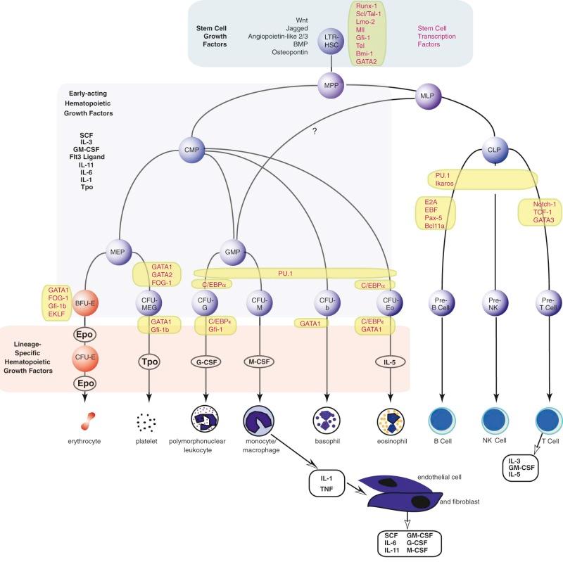 Figure 1-7, Major cytokine sources and actions and transcription factor requirements for hematopoietic cells. Cells of the bone marrow microenvironment, such as macrophages, endothelial cells, and reticular fibroblastoid cells, produce M-CSF, GM-CSF, G-CSF, IL-6, and, probably, SCF (cellular sources not precisely determined) after induction with endotoxin (macrophage) or IL-1/TNF (endothelial cells and fibroblasts). T cells produce IL-3, GM-CSF, and IL-5 in response to antigenic and IL-1 stimulation. These cytokines have overlapping actions during hematopoietic differentiation, as indicated, and for all lineages optimal development requires a combination of early-acting and late-acting factors. Transcription factors important for survival or self-renewal of stem cells are shown in red at the top, whereas stages of hematopoiesis blocked after the depletion of indicated transcription factors are shown in red for multipotent and committed progenitors.