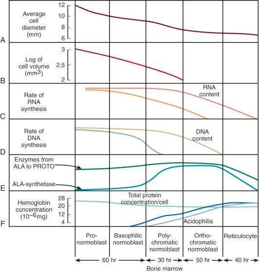 Figure 1-8, Erythroid maturation: alterations in cell size, rates of DNA and RNA synthesis, enzymes involved in heme synthesis, and hemoglobin concentration. Substances listed in the left-hand column are represented by corresponding solid black lines. Unless specified, graphs represent relative values. It will be noted that considerable protein synthesis takes place during the earliest phase. Following this, the nucleolus disappears but mitochondria remain. As the concentration of DNA decreases and the concentration of RNA starts to fall, hemoglobin begins to appear, increasing rapidly in amount. ALA, δ-Aminolevulinic acid; PROTO, protoporphyrin.