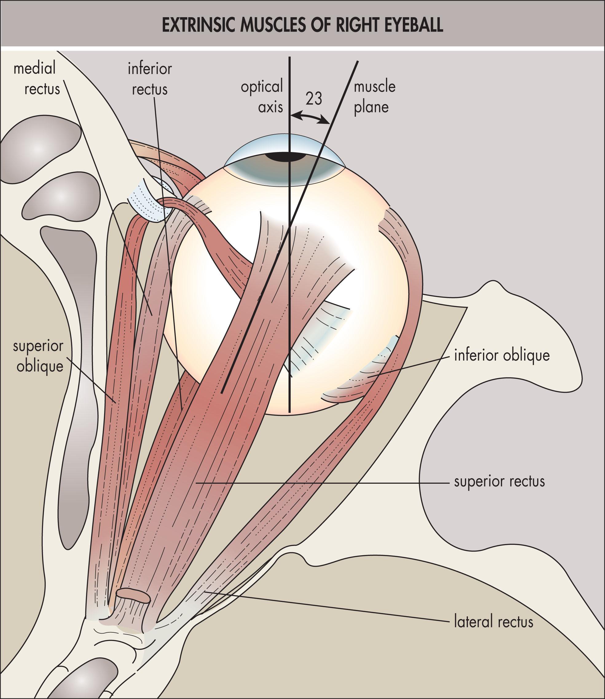 Fig. 11.1.1, The extrinsic muscles of the right eyeball in central gaze, seen from above.