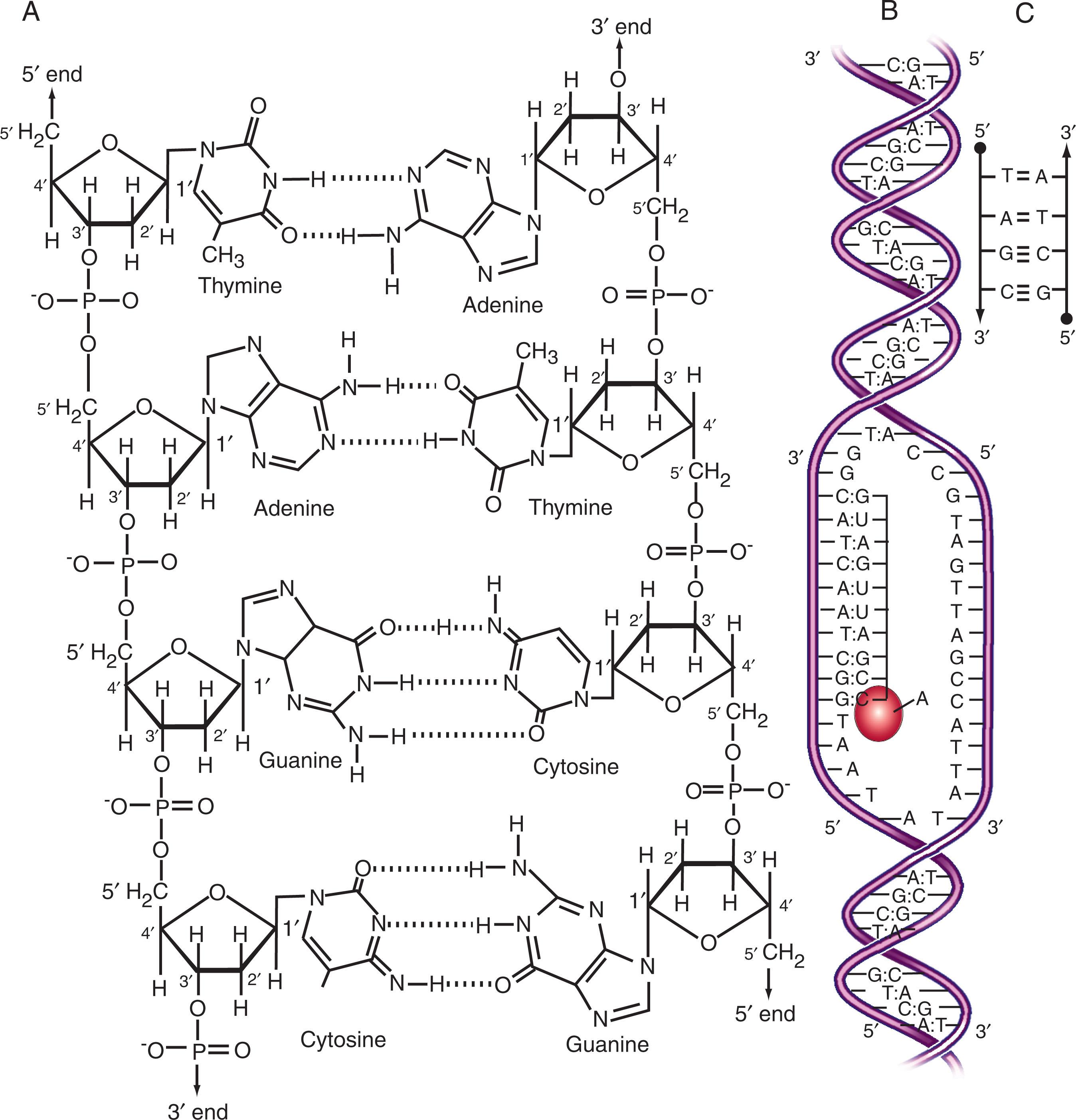 Figure 1.1, STRUCTURE, BASE PAIRING, POLARITY, AND TEMPLATE PROPERTIES OF DNA.