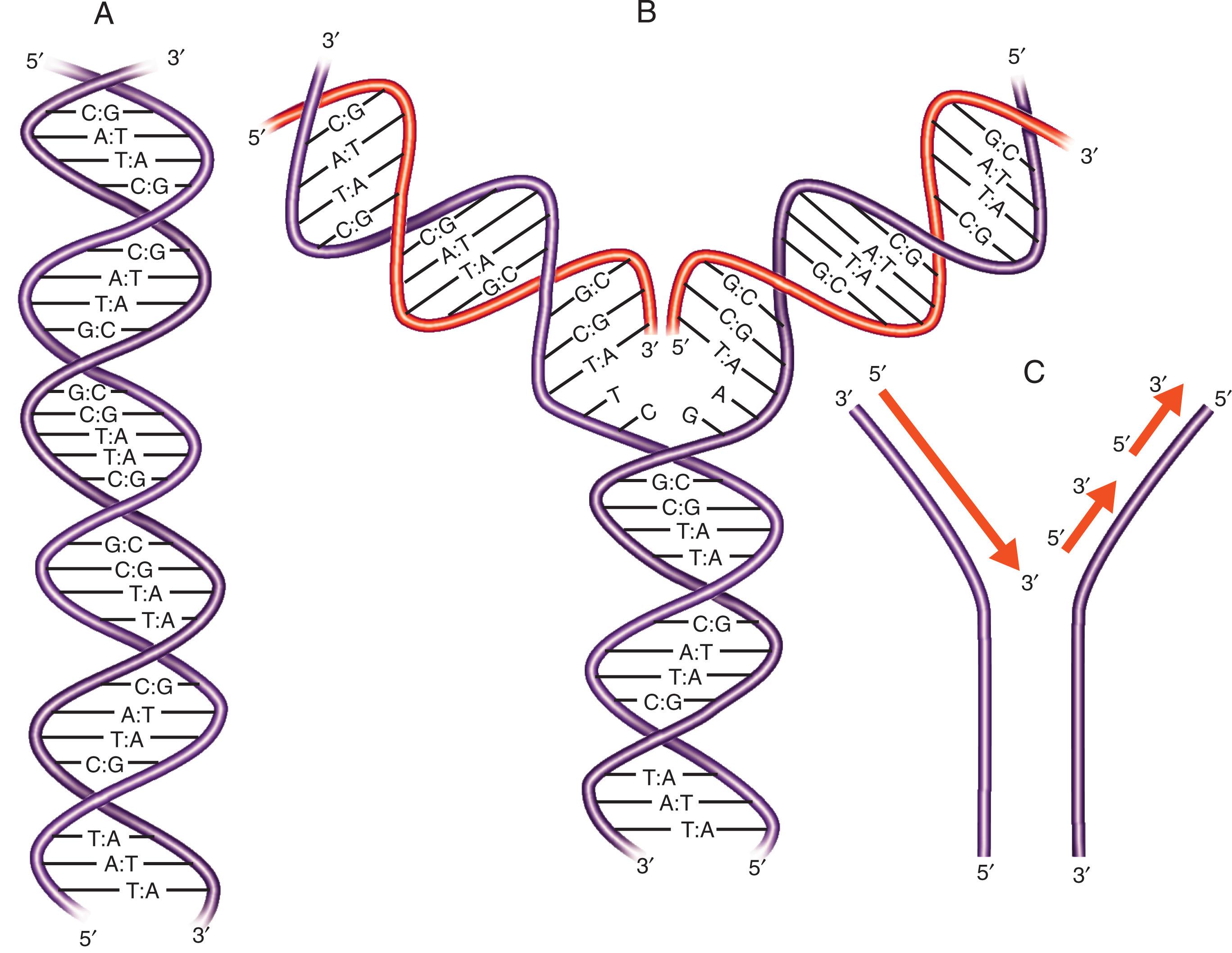 Figure 1.2, SEMICONSERVATIVE REPLICATION OF DNA.