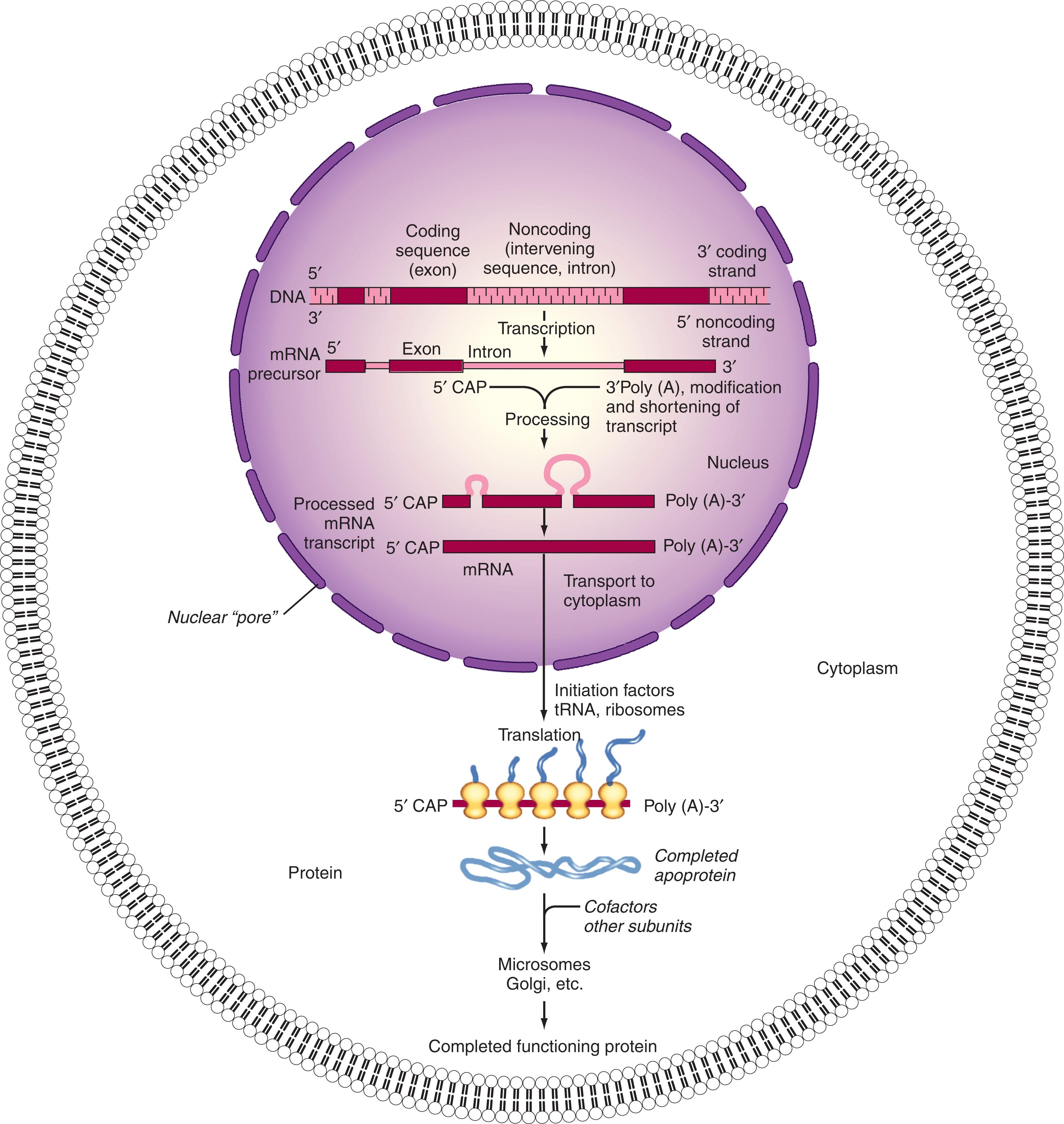 Figure 1.3, SYNTHESIS OF mRNA AND PROTEIN—THE PATHWAY OF GENE EXPRESSION.