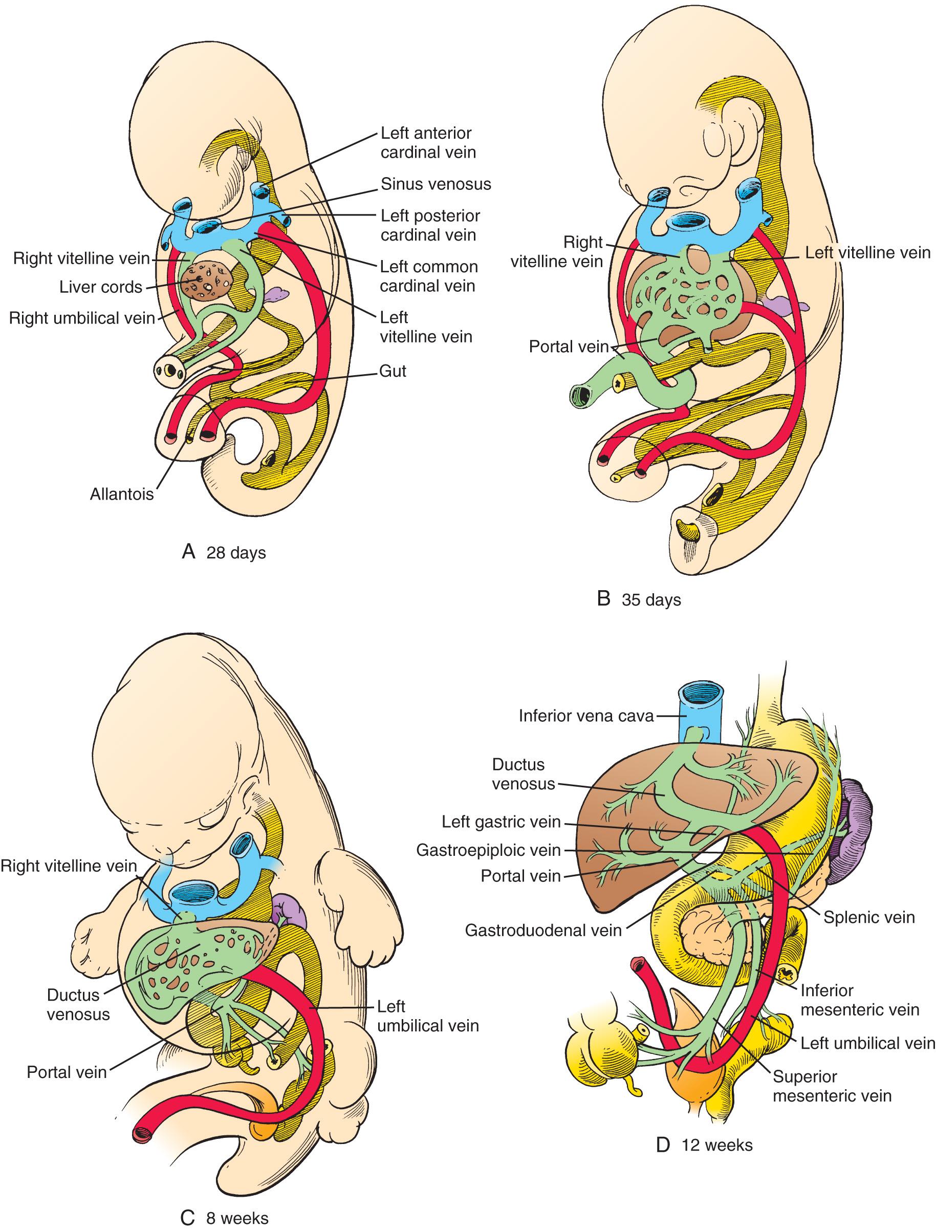 FIGURE 86.3, (A–D) Differentiation of the vitelline veins into mesenteric venous circulation.