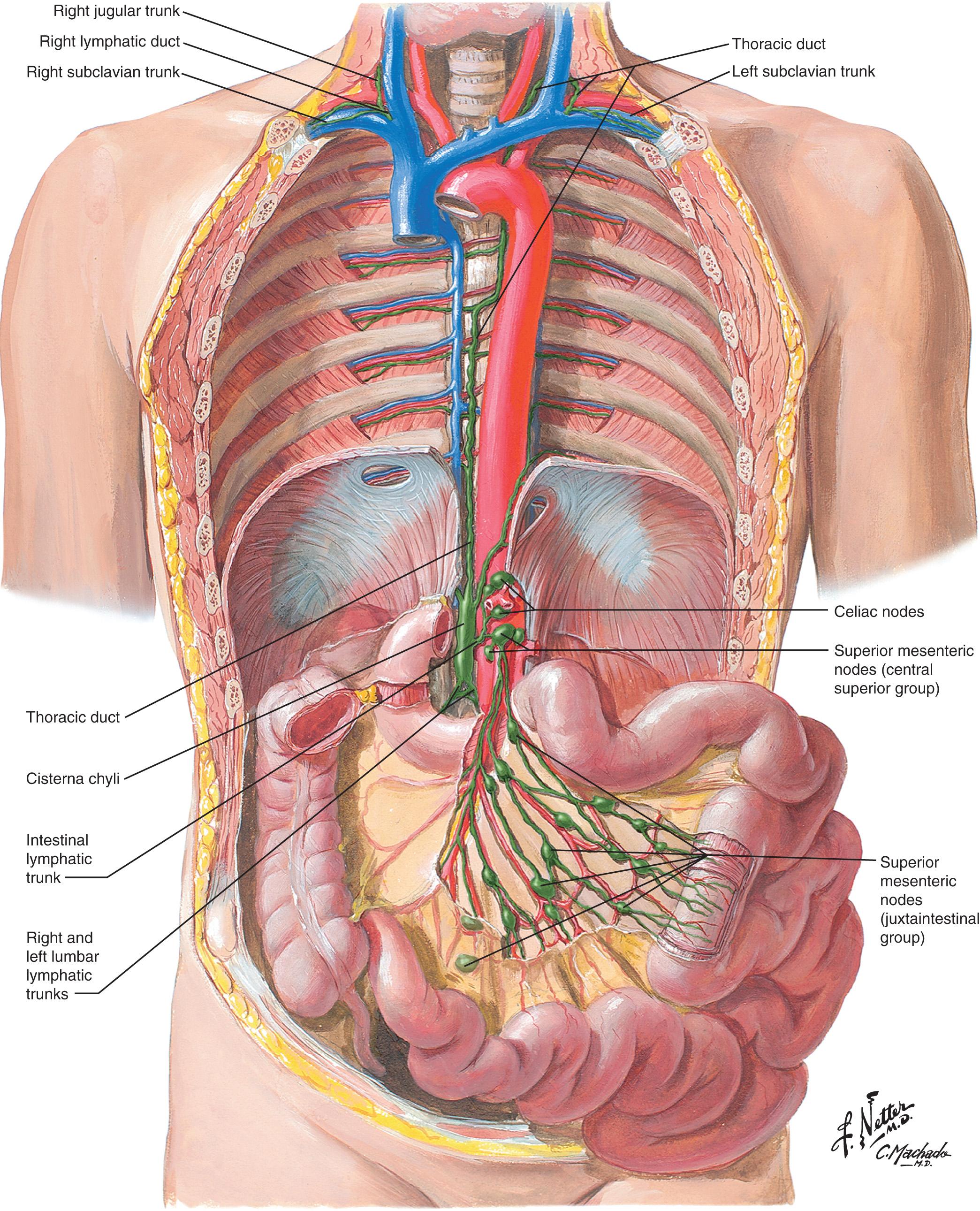 FIGURE 71.11, Lymphatic anatomy of the small intestine.