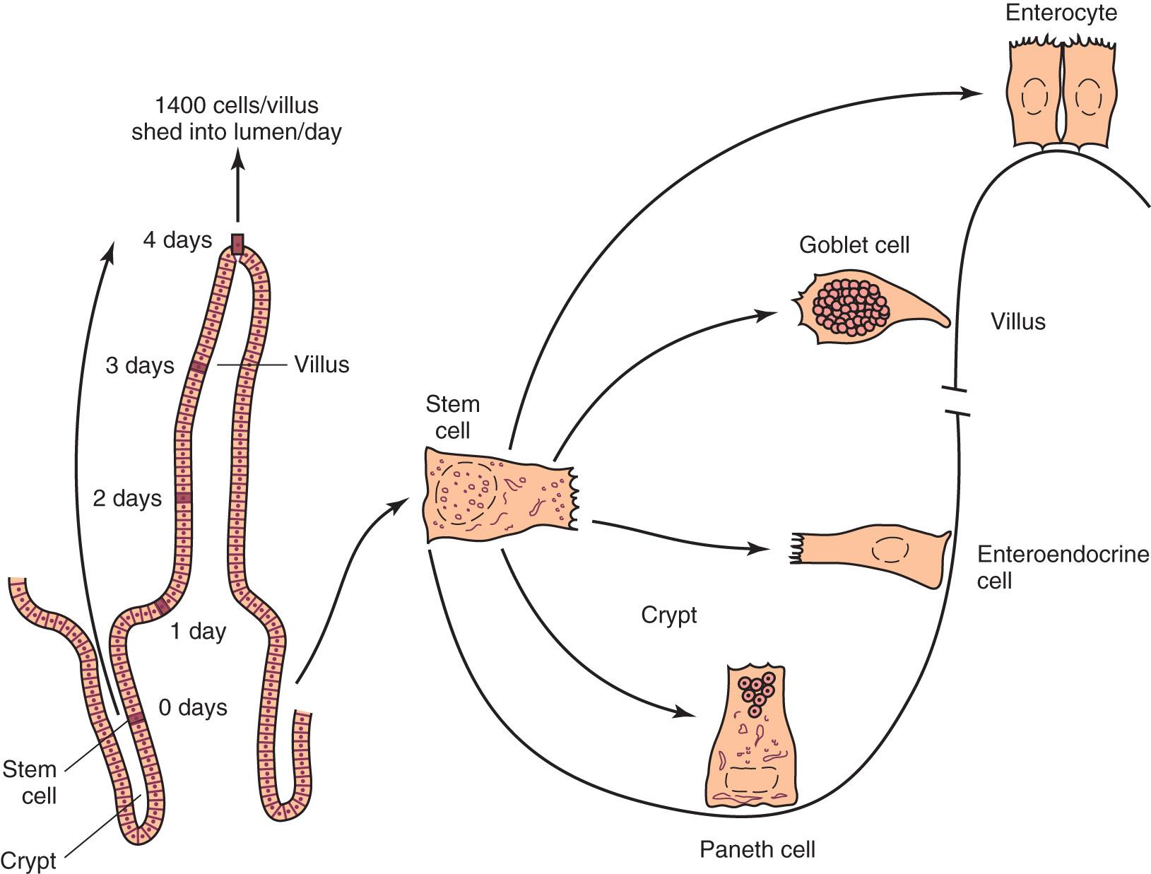FIGURE 71.2, Stem cells differentiate in utero into one of four major epithelial cell types: Paneth, enteroendocrine, goblet, or enterocyte.