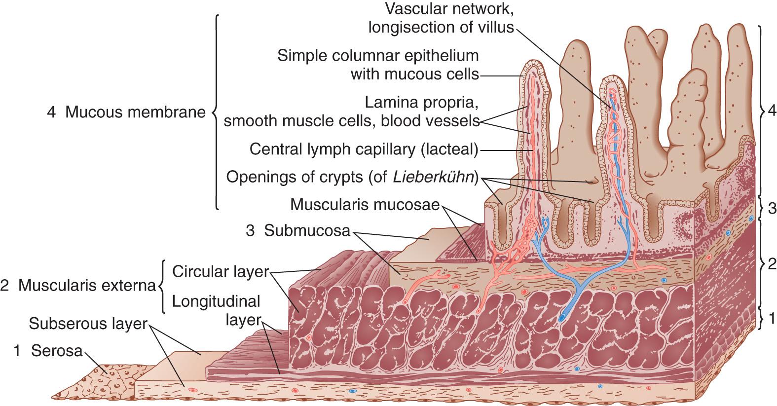 FIGURE 71.3, There are four main layers of the small intestine. The outermost layer is the serosa followed by the subserosa. Next is the muscularis externa, which is made up of an outer longitudinal and an inner circular layer. The submucosa layer is next and the innermost layer is the mucous membrane, which consists of the intestinal villi.