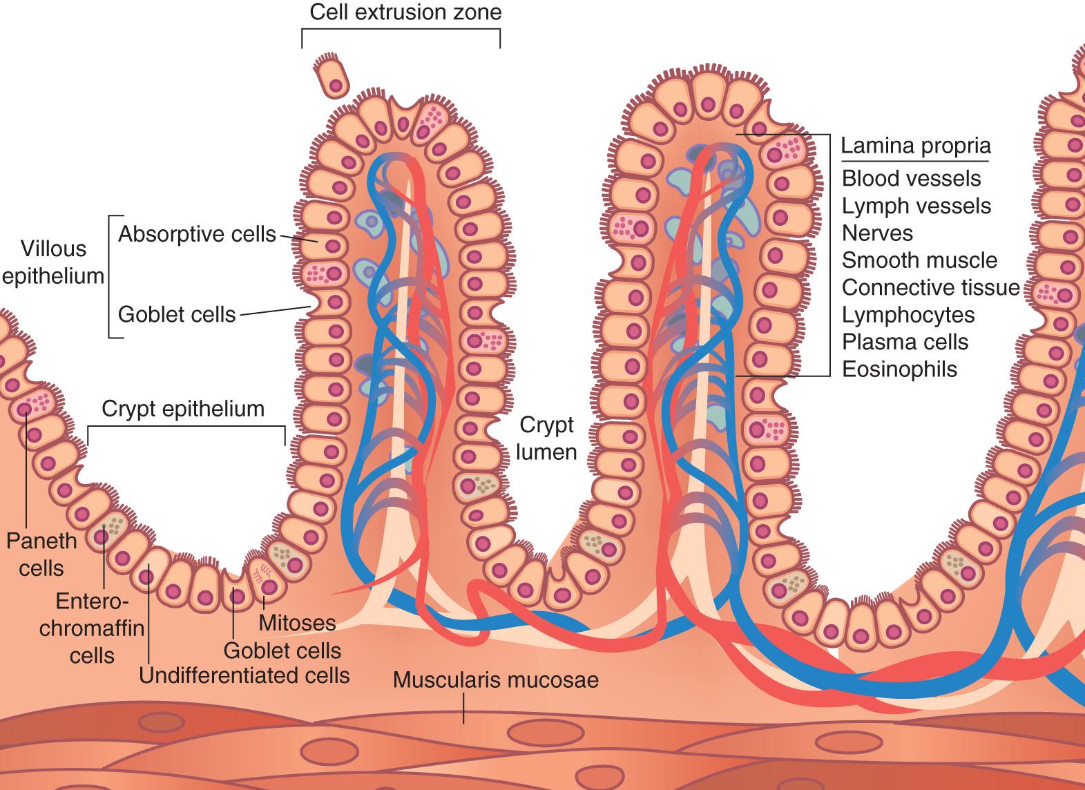 FIGURE 71.4, Schematic representation of small intestinal mucosa.