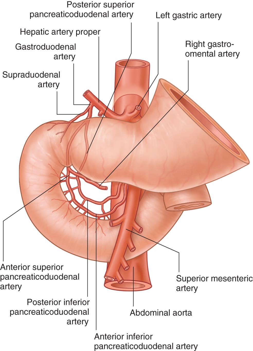 FIGURE 71.5, Arterial supply to the duodenum.