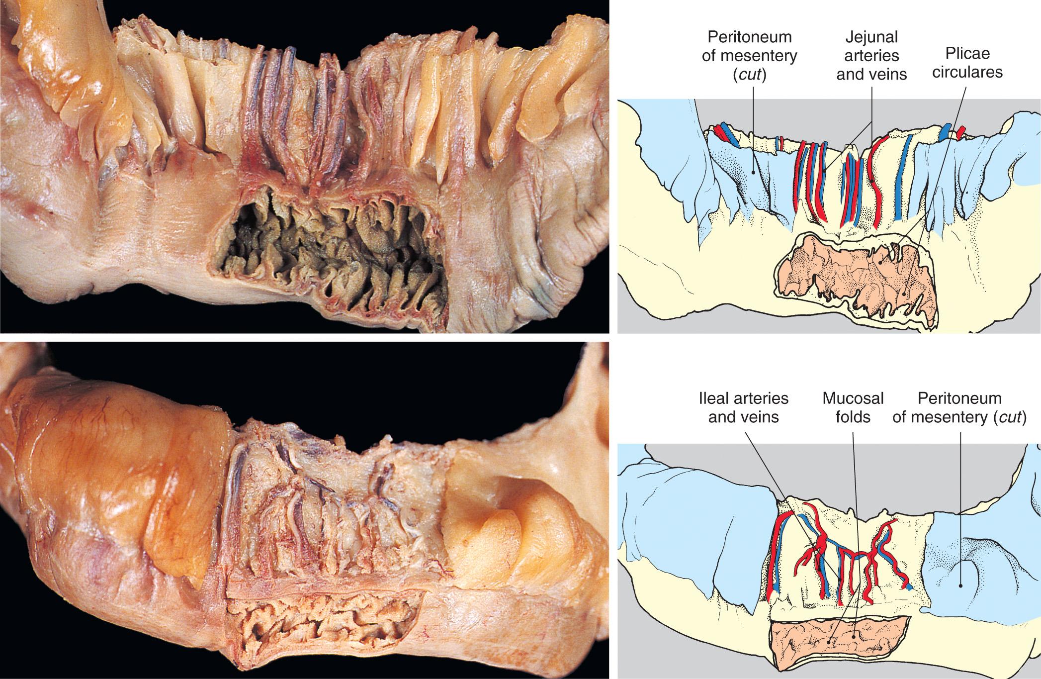 FIGURE 71.8, Plicae circulares are transverse folds of mucosa and submucosa that aid in absorption. These folds are deep and are visible on gross inspection.