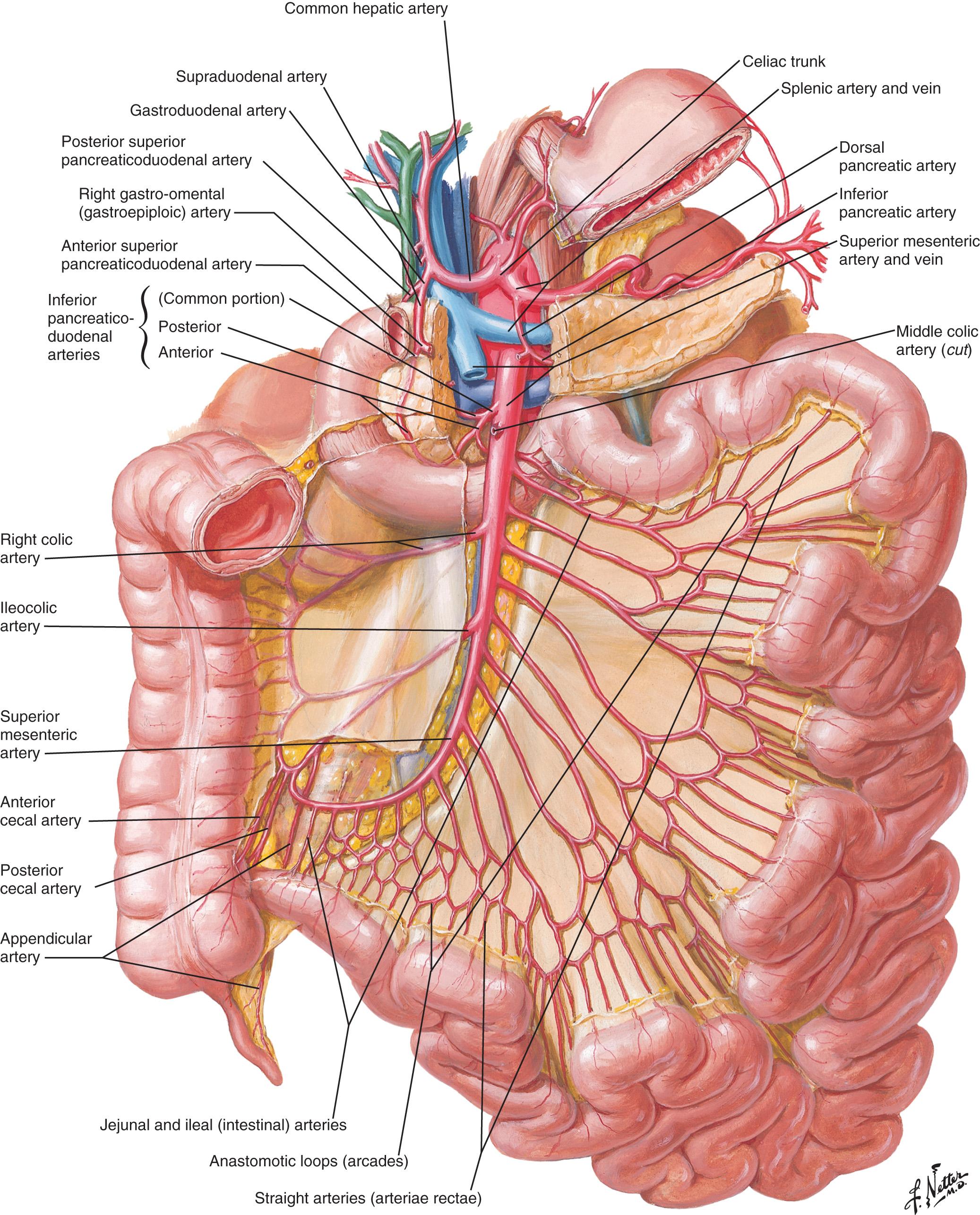 FIGURE 71.9, Arterial anatomy of the small intestine.