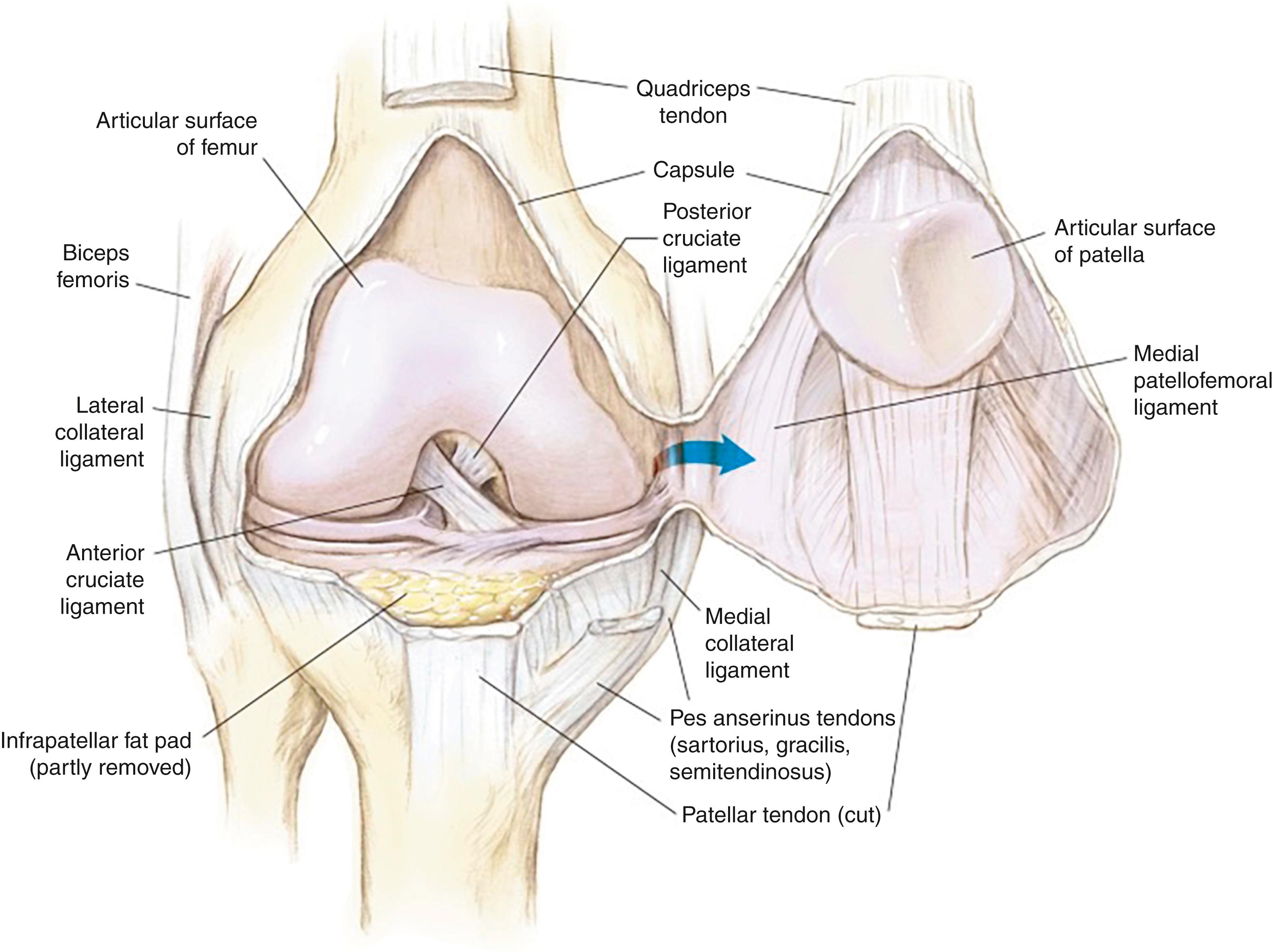 Fig. 1.1, Knee anatomy.