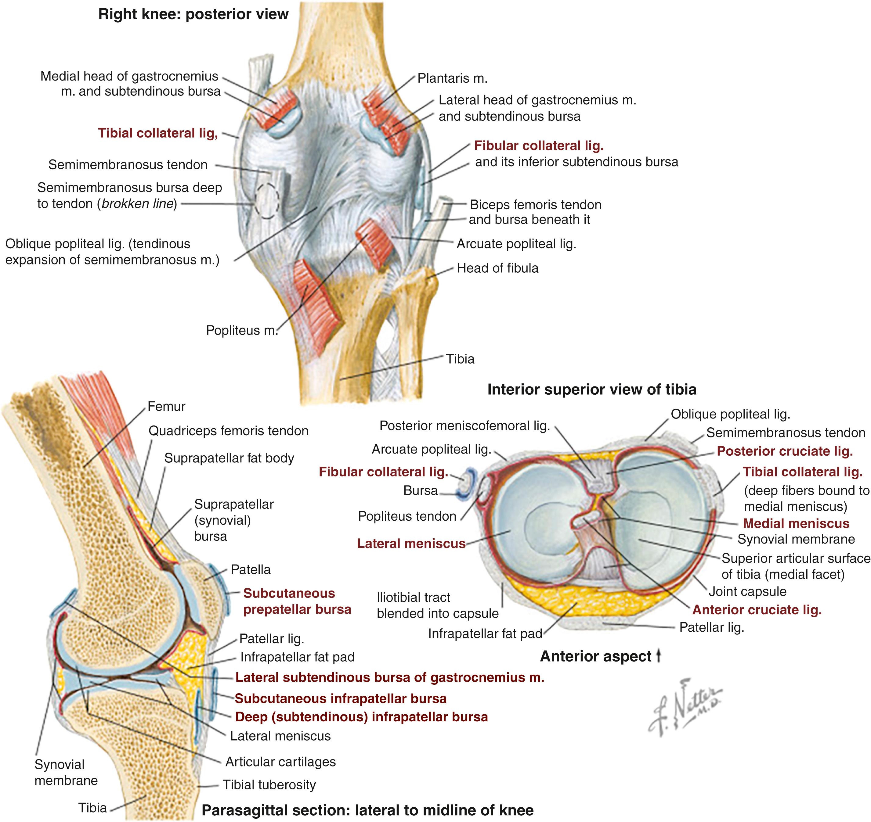 Fig. 1.3, Knee joint ligaments, tendons, and bursae.