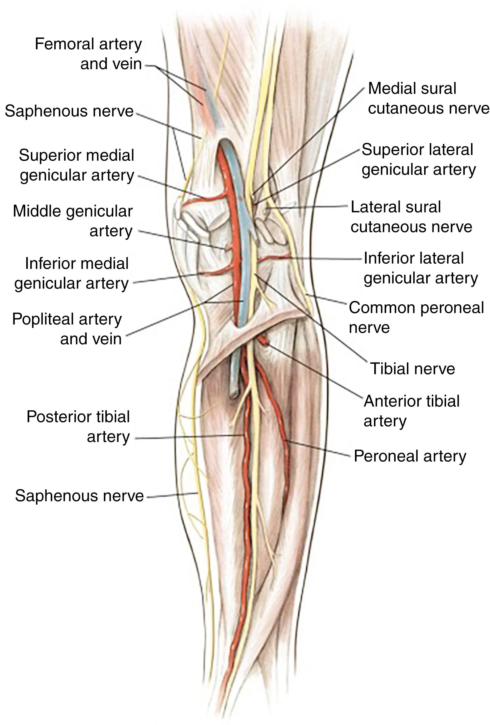 Fig. 1.6, Posterior structures surrounding the knee.