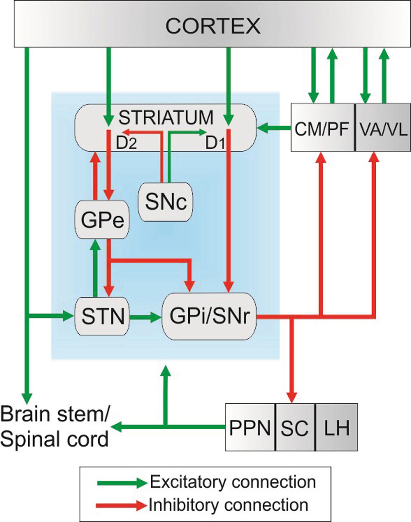 Figure 102.1, Direct and indirect pathway model of the basal ganglia.