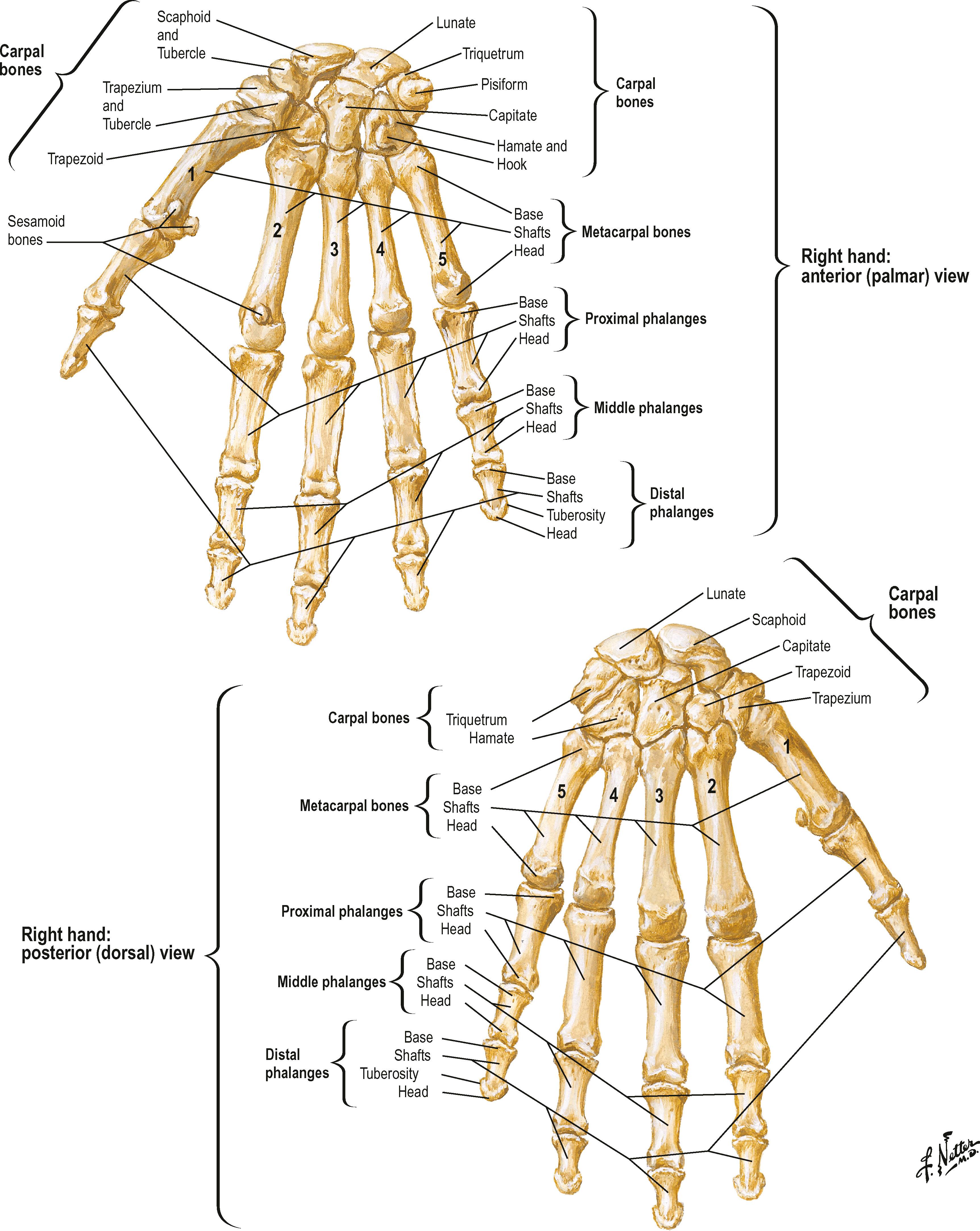 Figure 1.14, Bony anatomy of the wrist and hand.