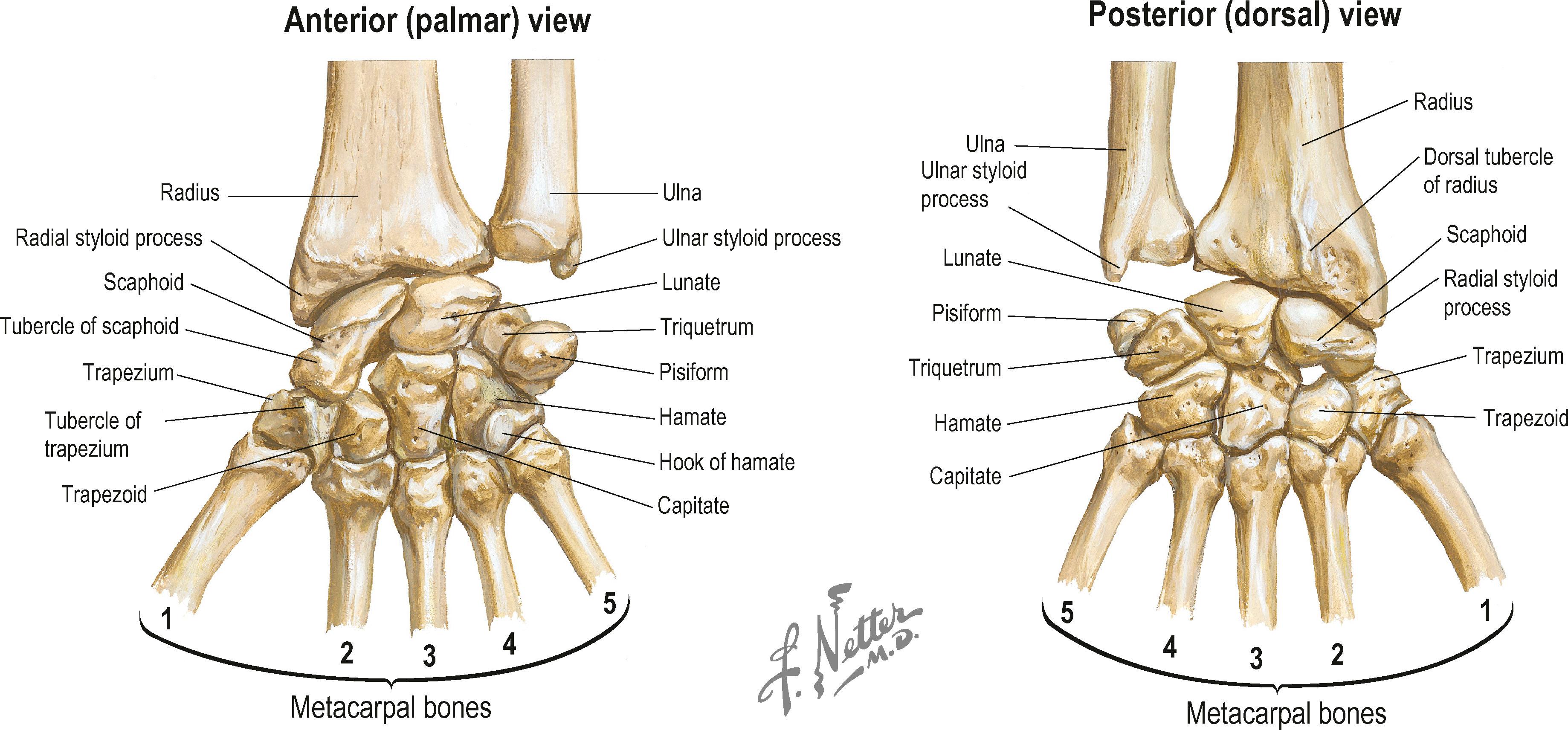 Figure 1.9, Palmar and dorsal views of the bones of the wrist.