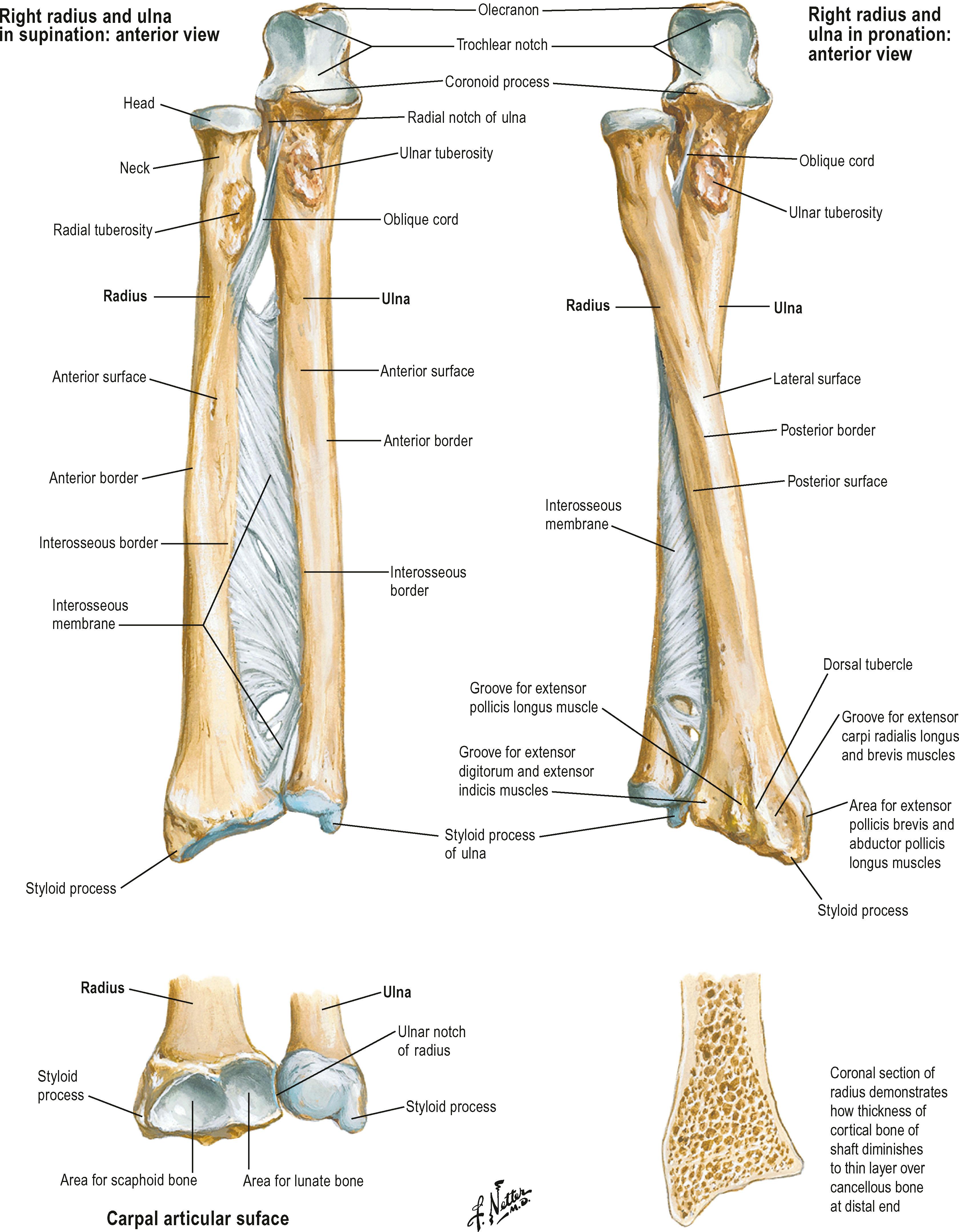 Figure 1.10, Relationship of the radius and ulna at the proximal and distal radioulnar joints.